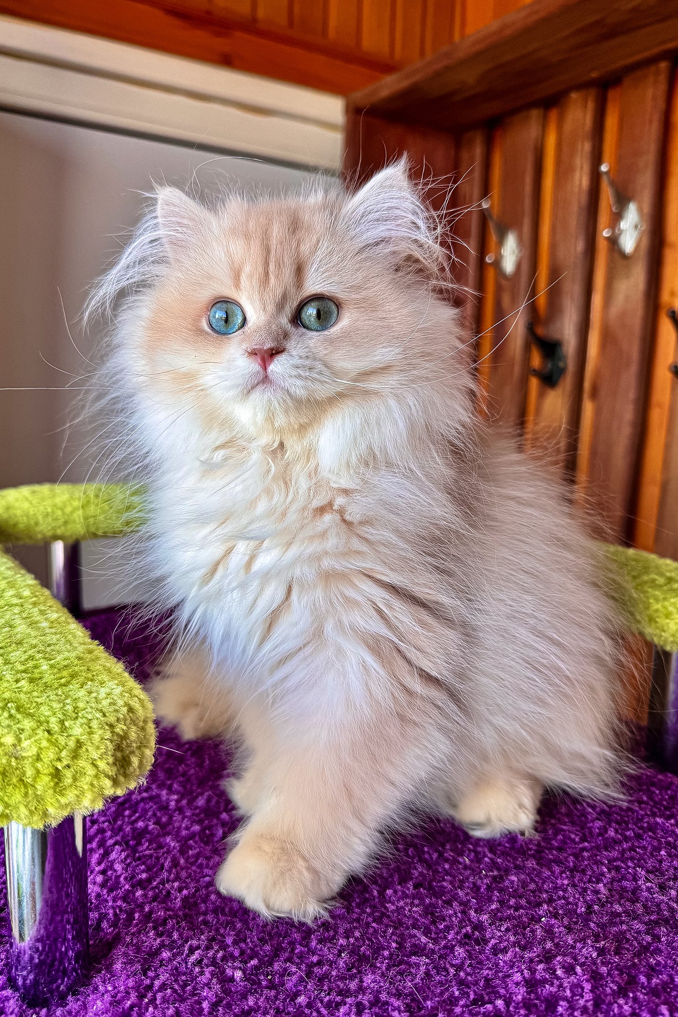 Dominic | British Longhair Kitten - Image 4