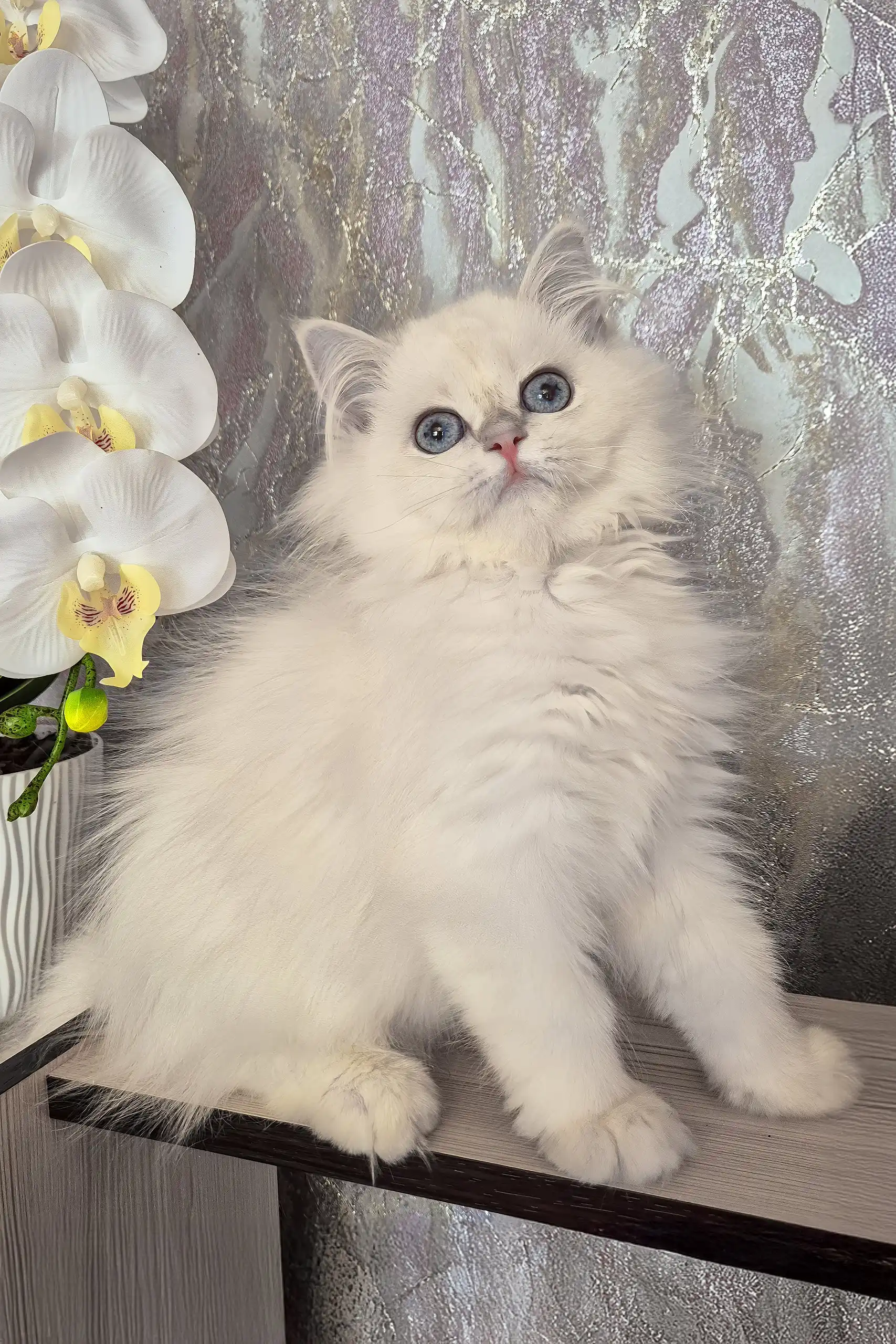 Irvin | British Longhair Kitten - Image 3