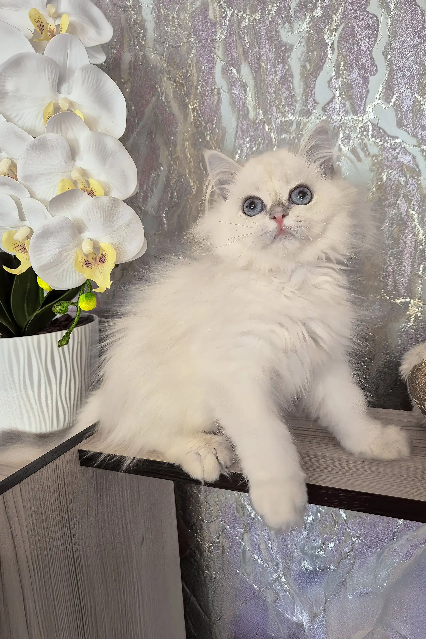 Irvin | British Longhair Kitten - Image 4