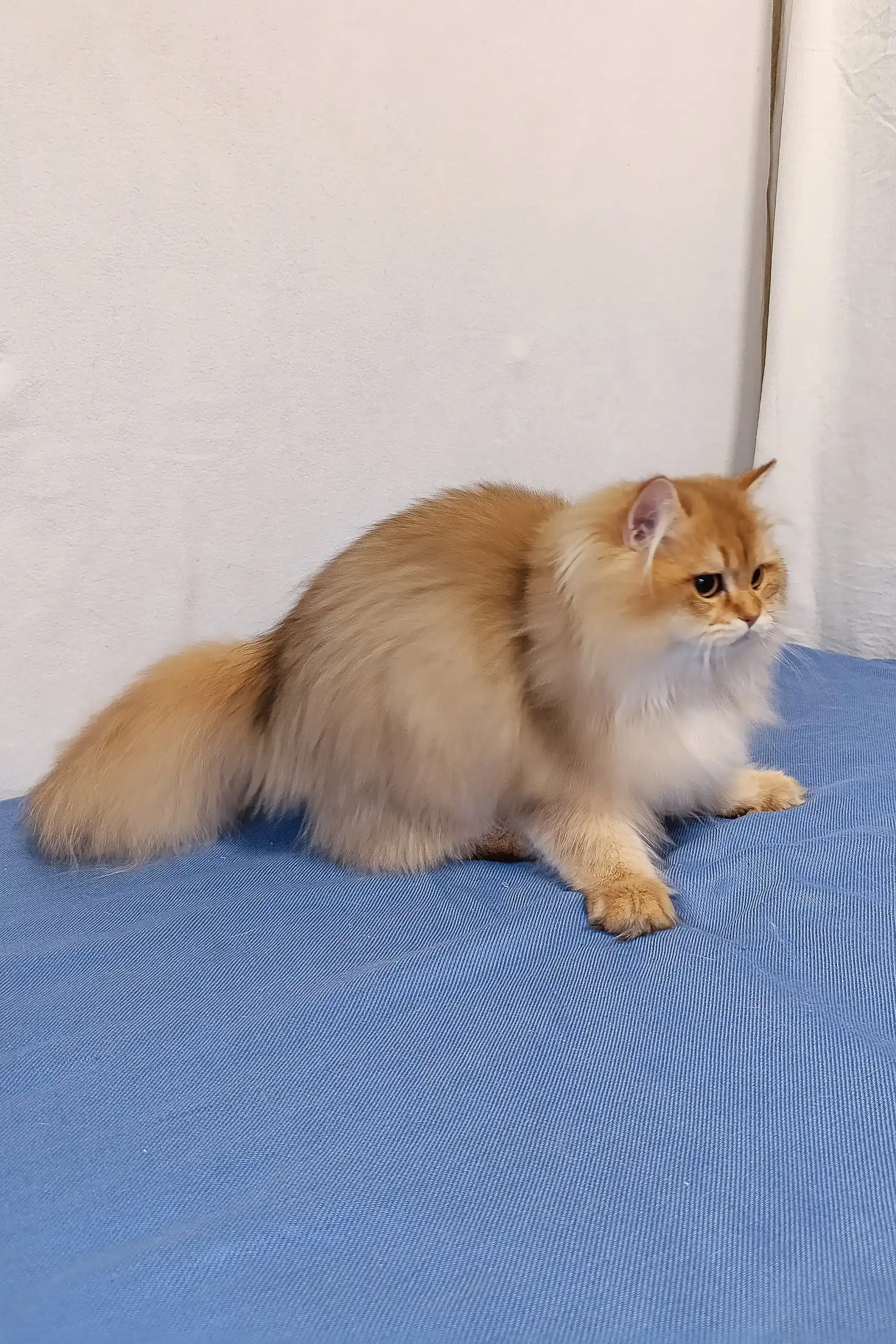 Jeff | British Longhair Kitten - Image 5