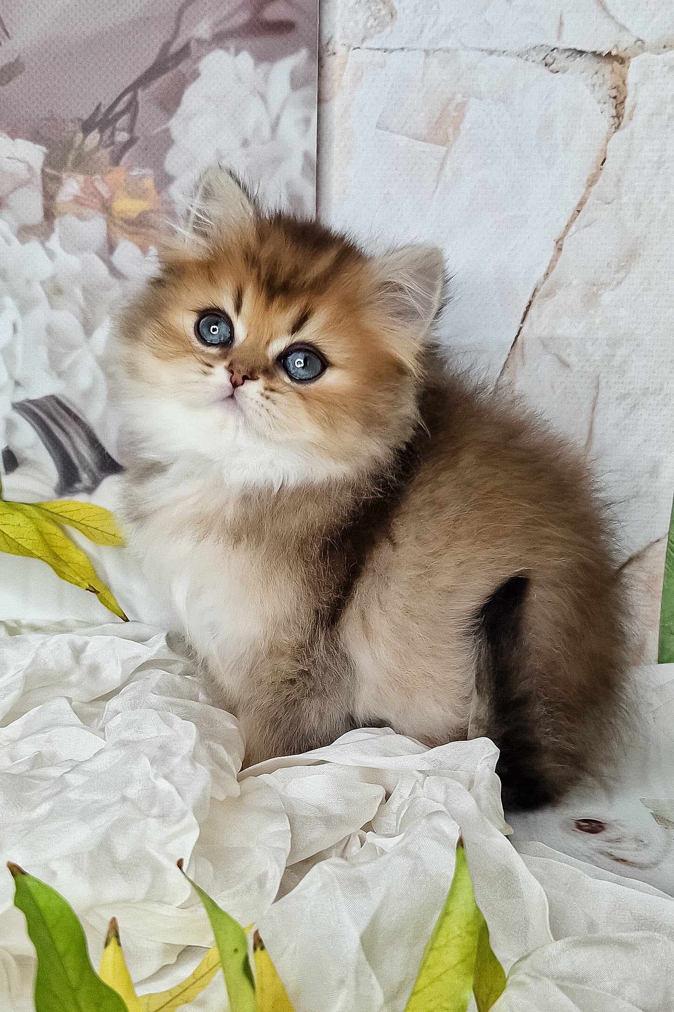 Kiss | British Longhair Kitten - Image 3