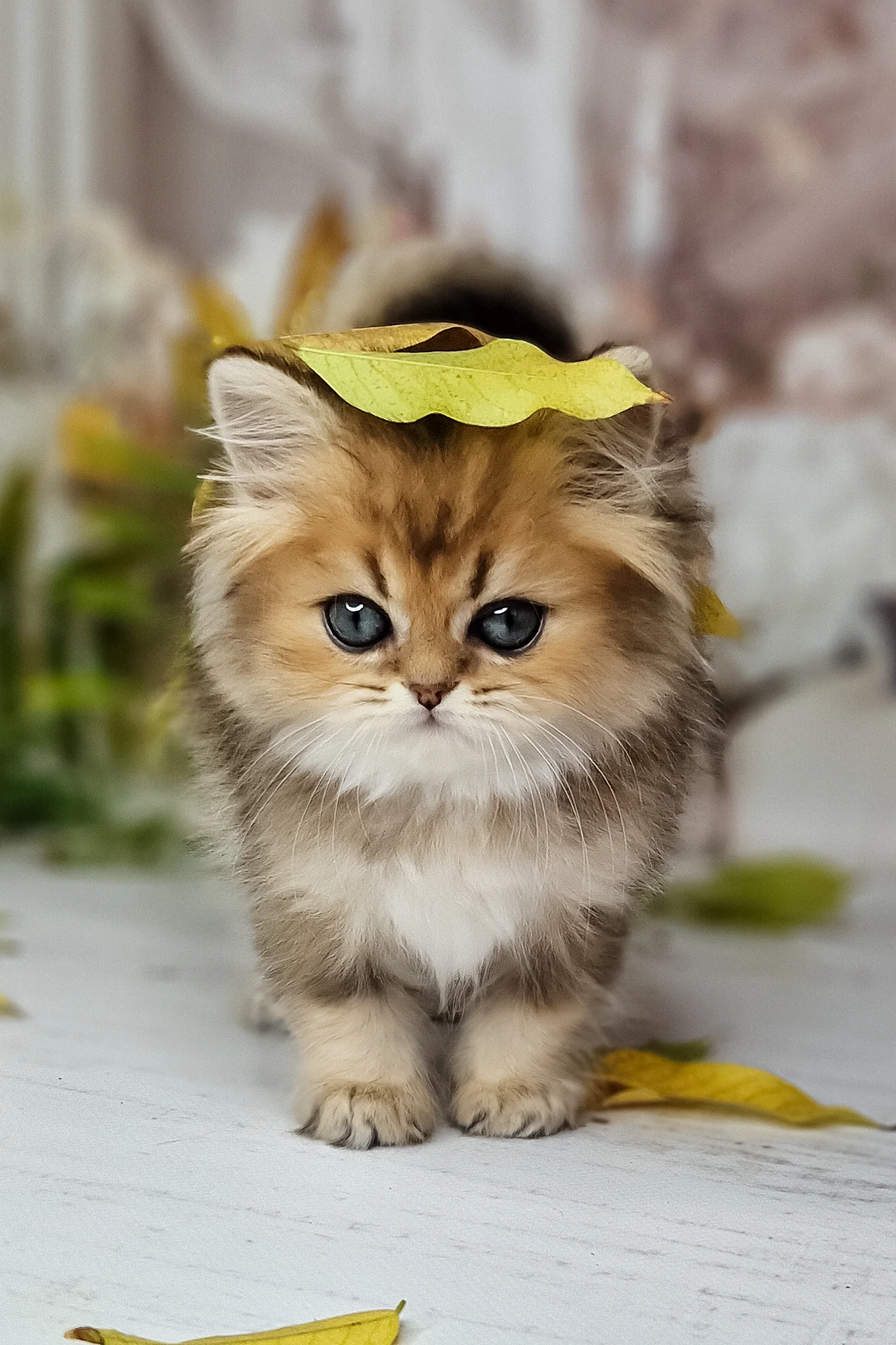 Kiss | British Longhair Kitten - Image 5