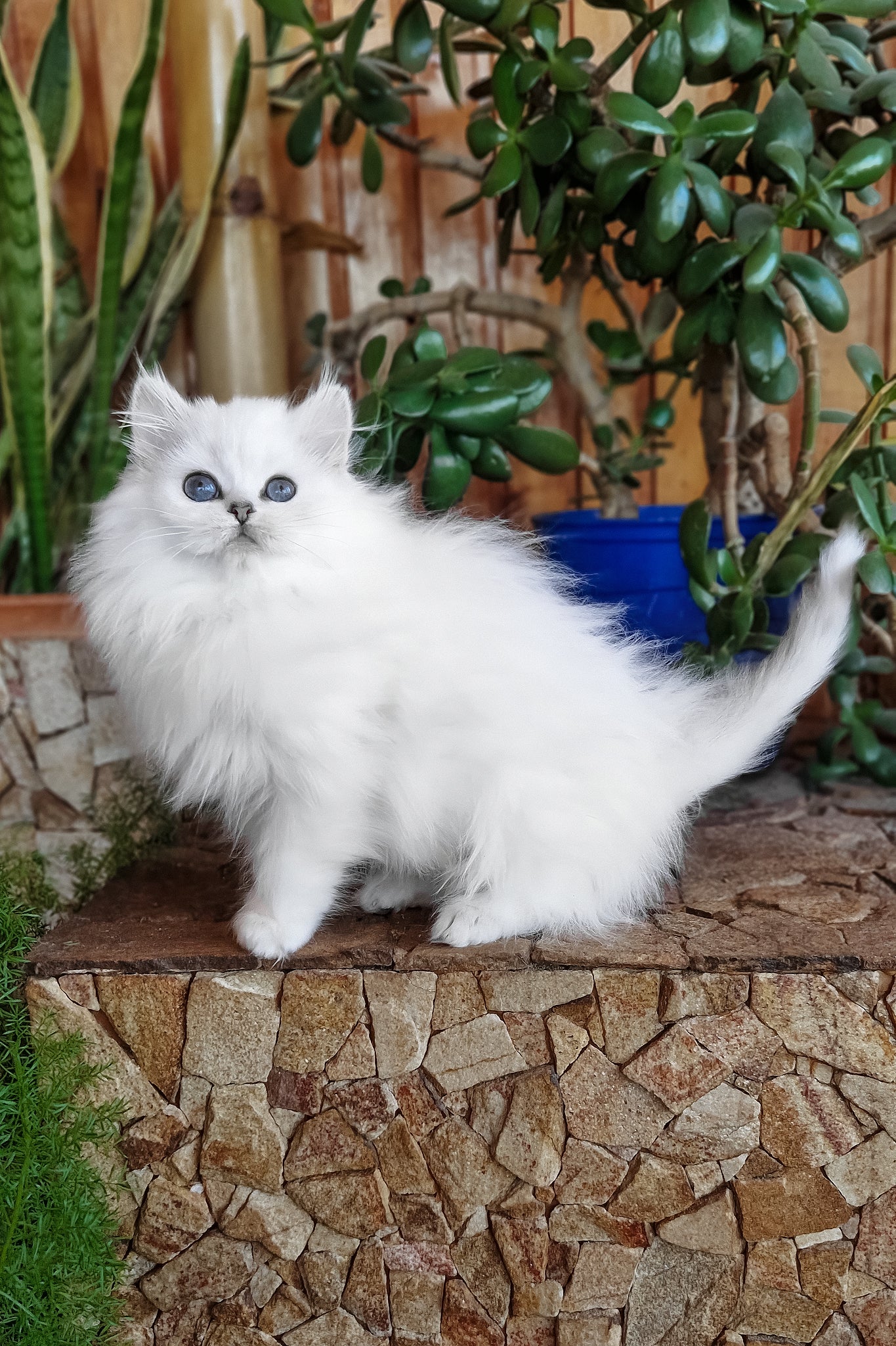 Liroj | British Longhair Kitten - Image 5