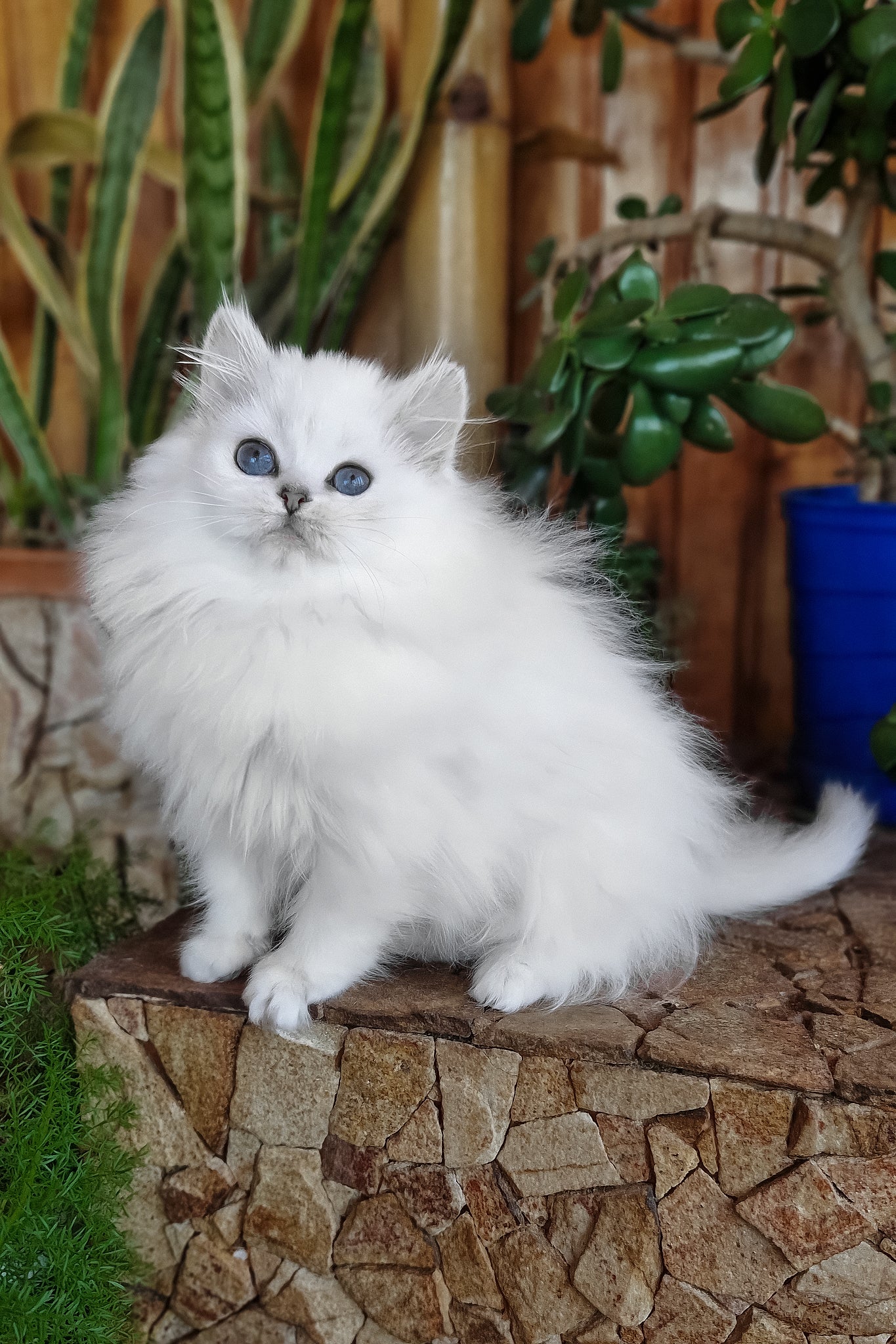 Liroj | British Longhair Kitten - Image 6