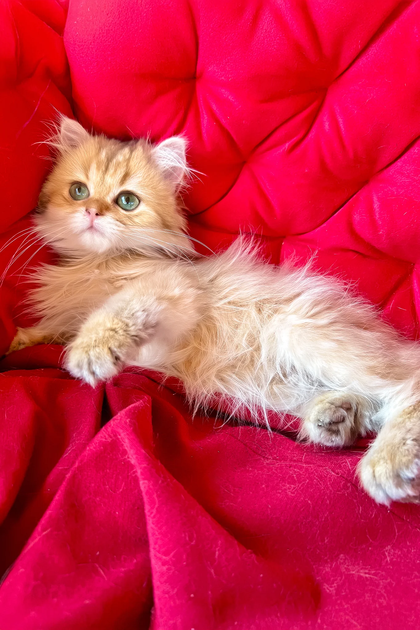Lord | British Longhair Kitten - Image 3