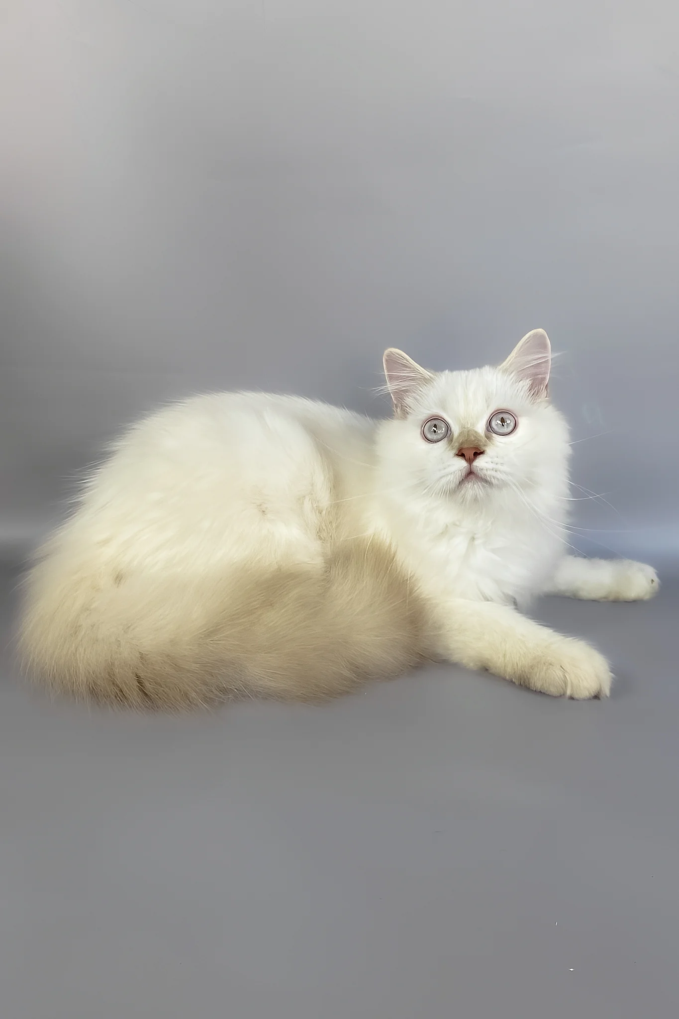 Martin | British Longhair Kitten - Image 2