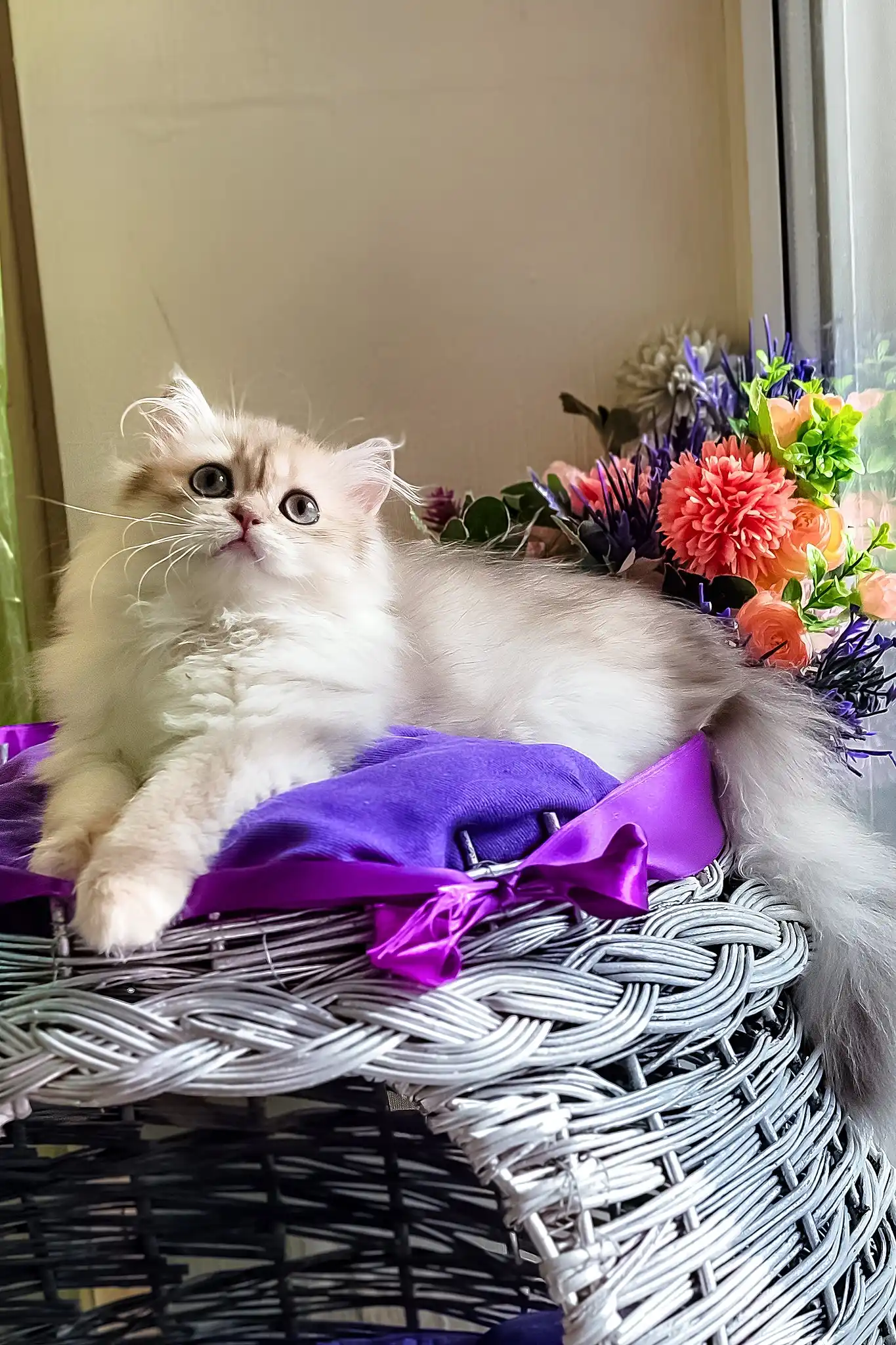 Noris | British Longhair Kitten - Image 2