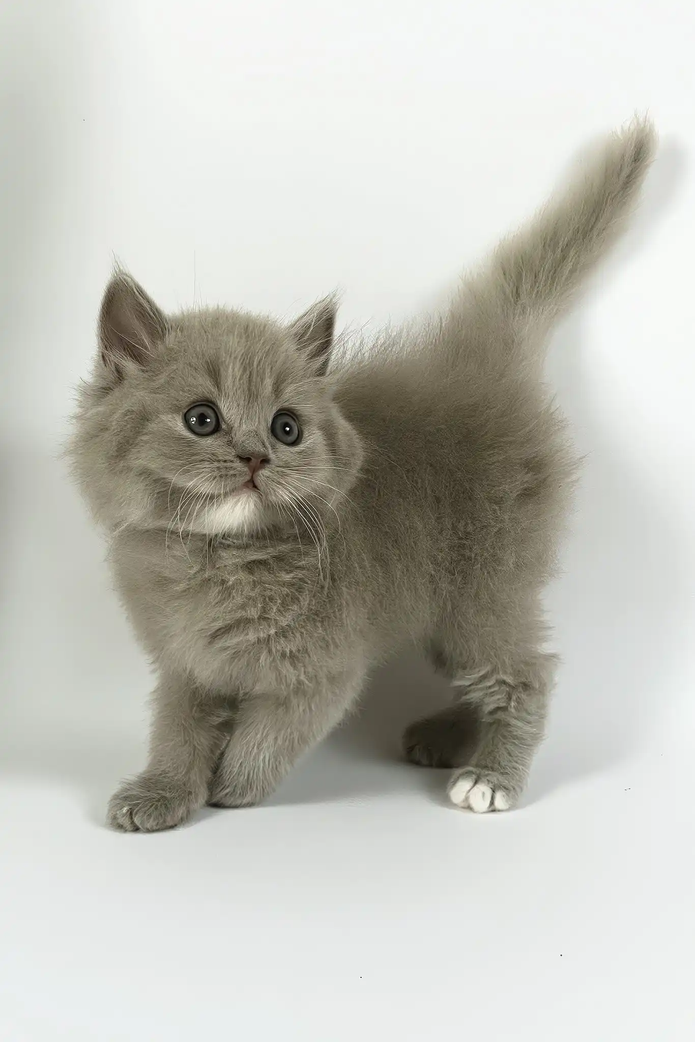 Odin | British Longhair Kitten - Image 4