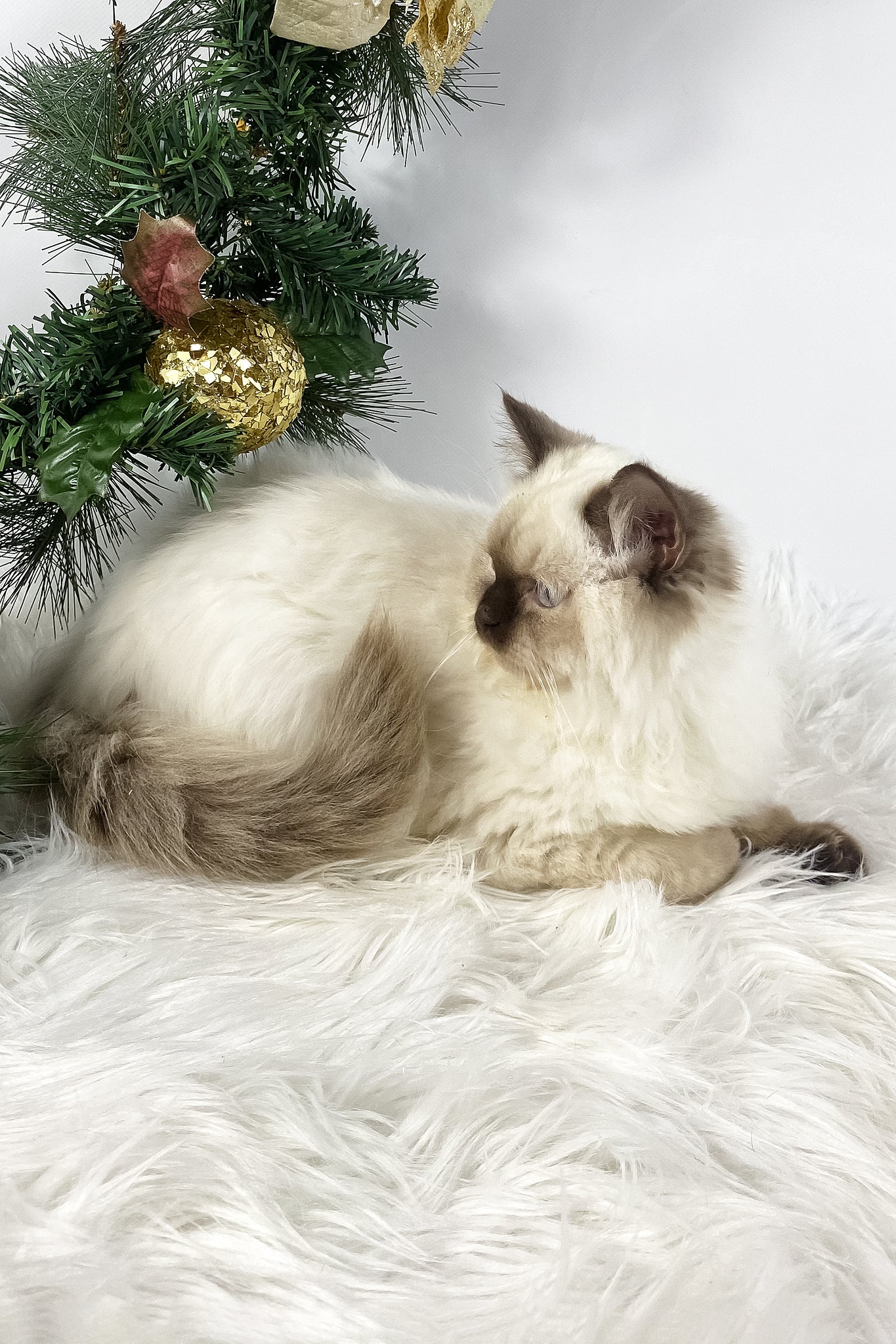 Oskar | British Longhair Kitten - Image 3