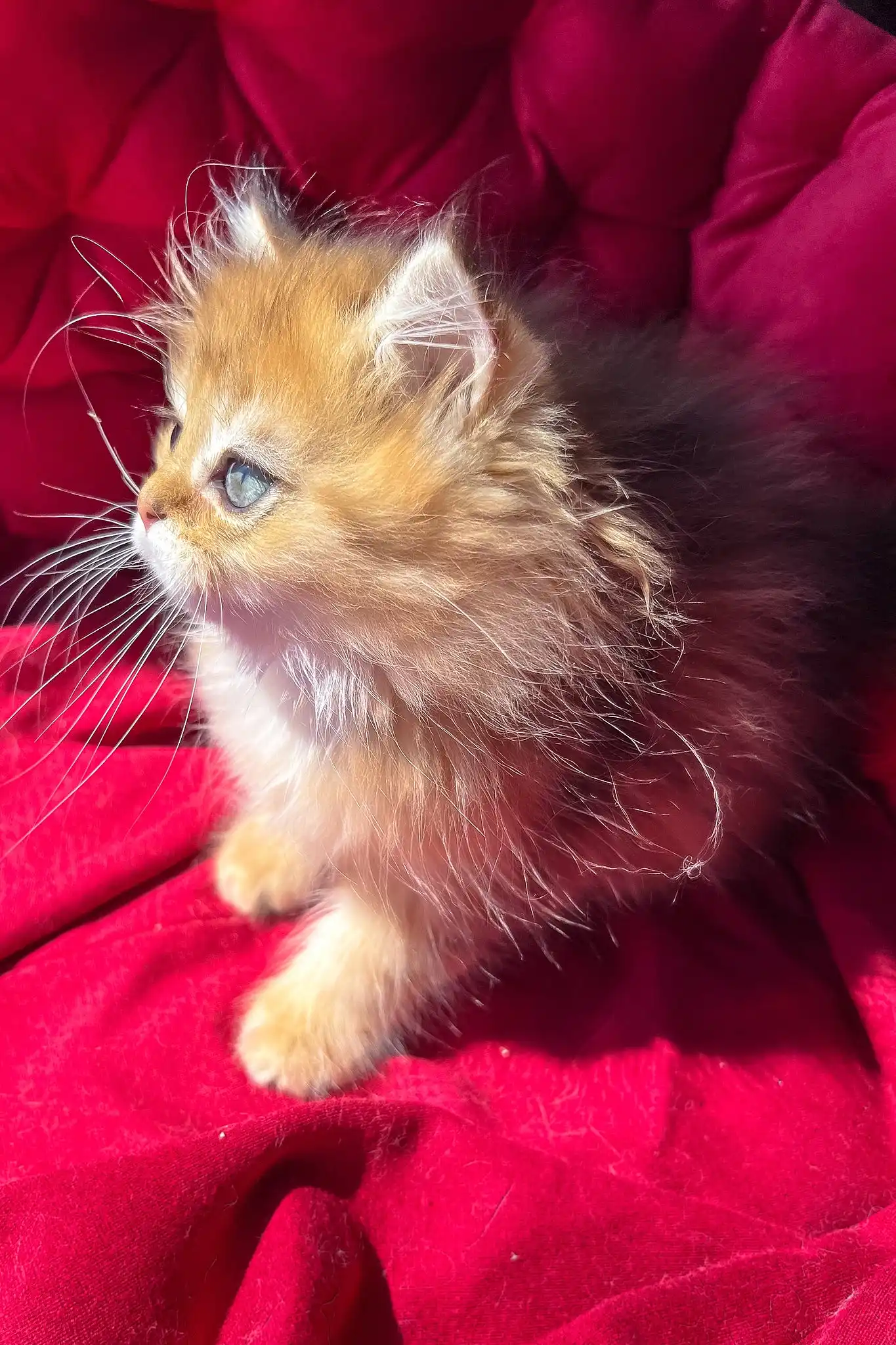 Patrick | British Longhair Kitten - Image 4