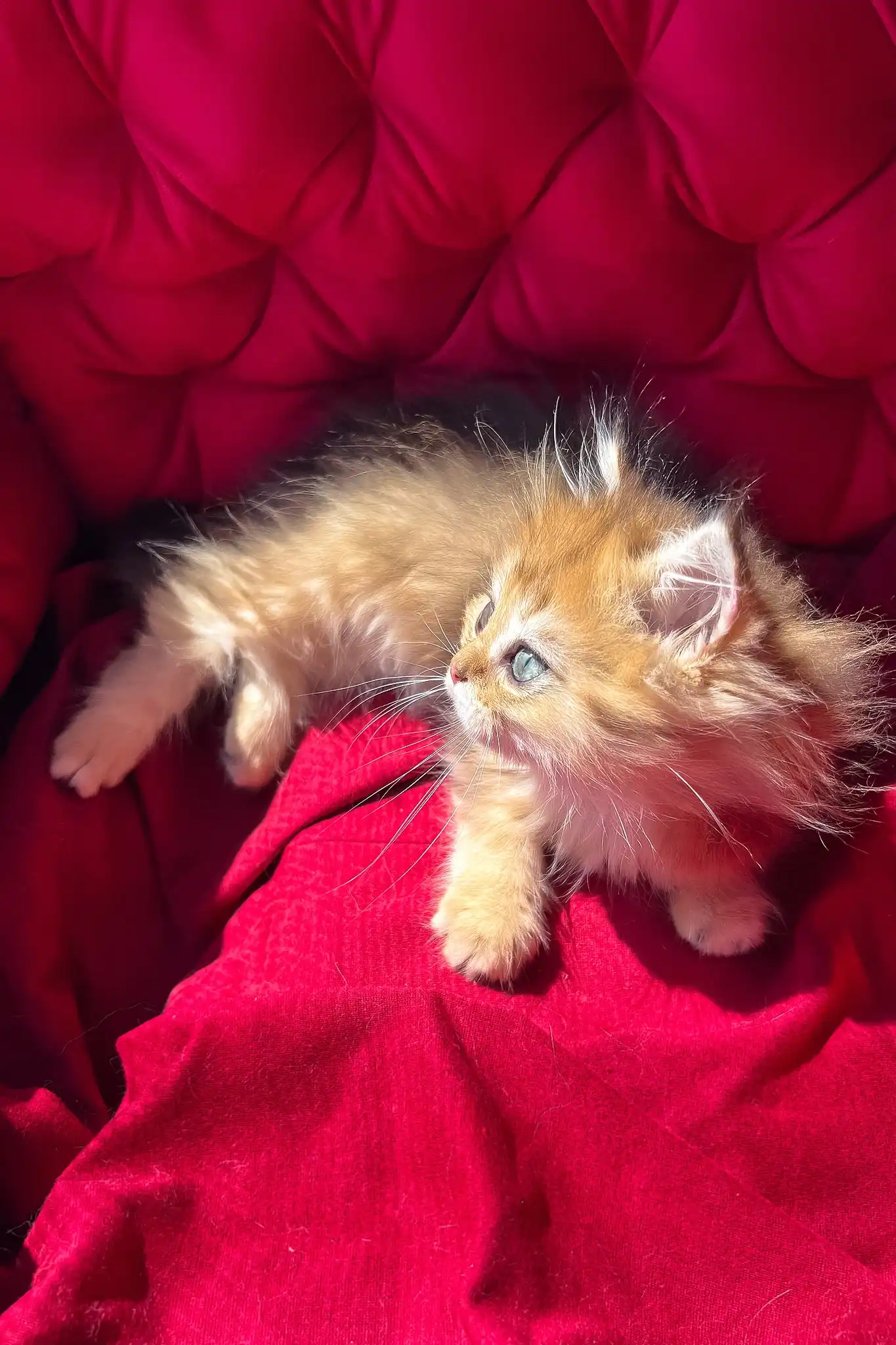 Patrick | British Longhair Kitten - Image 7