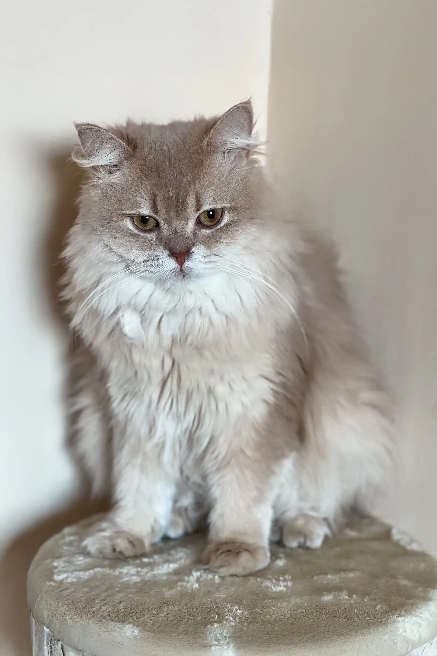 Ralf | British Longhair Kitten - Image 3