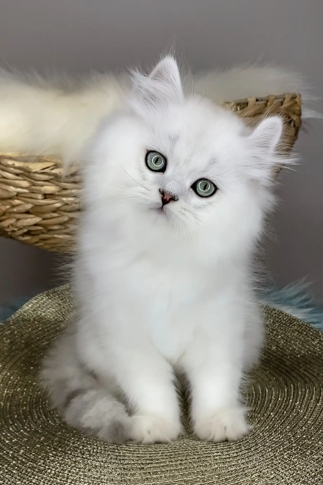 Versace | British Longhair Kitten - Image 2