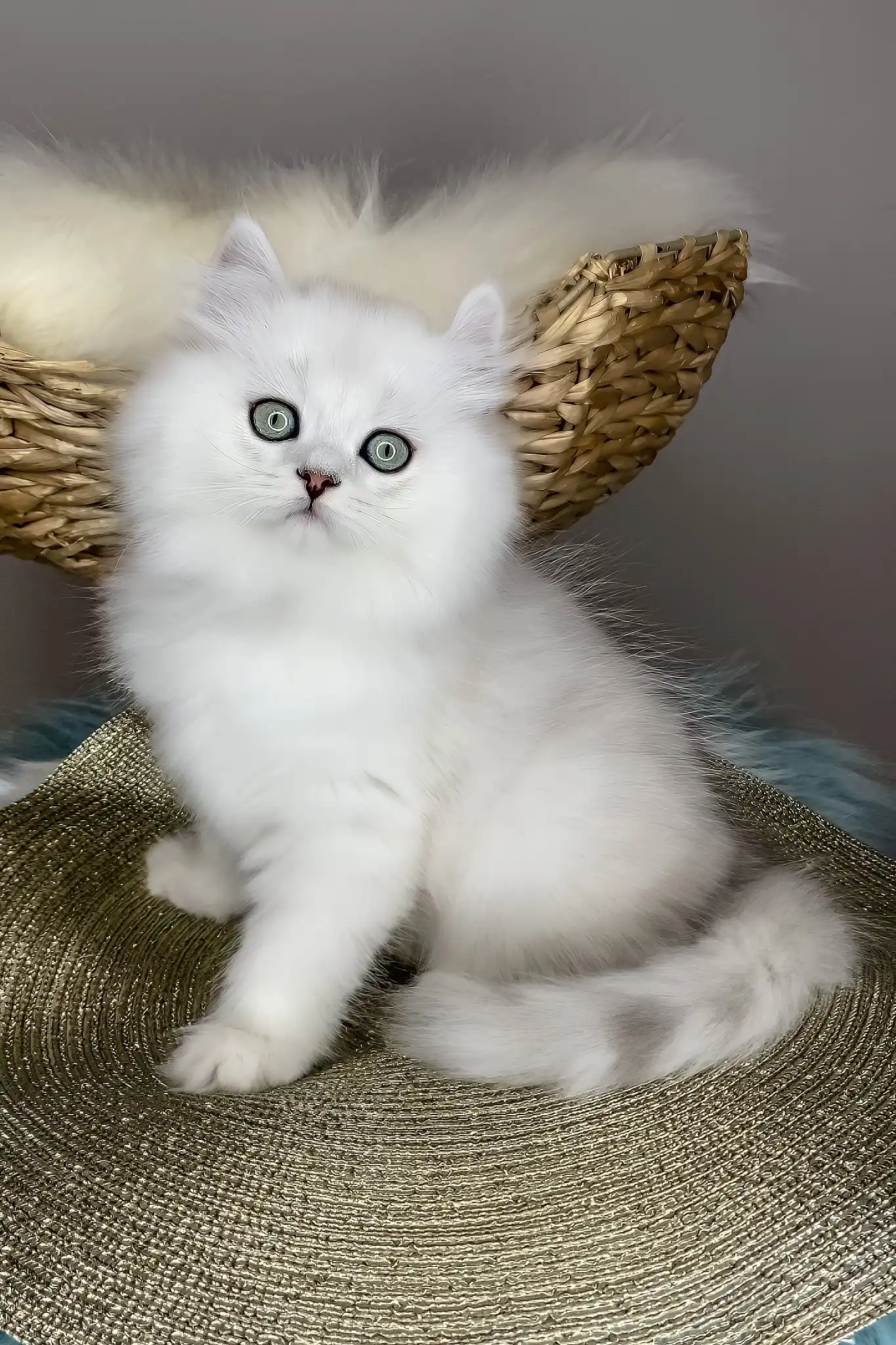 Versace | British Longhair Kitten - Image 3