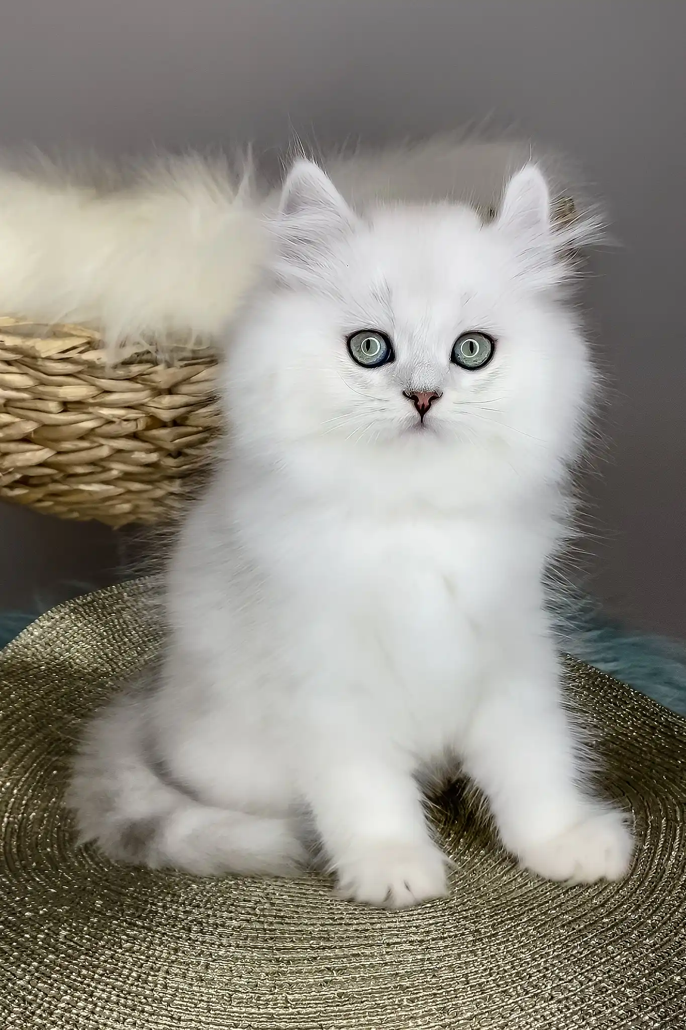 Versace | British Longhair Kitten - Image 5
