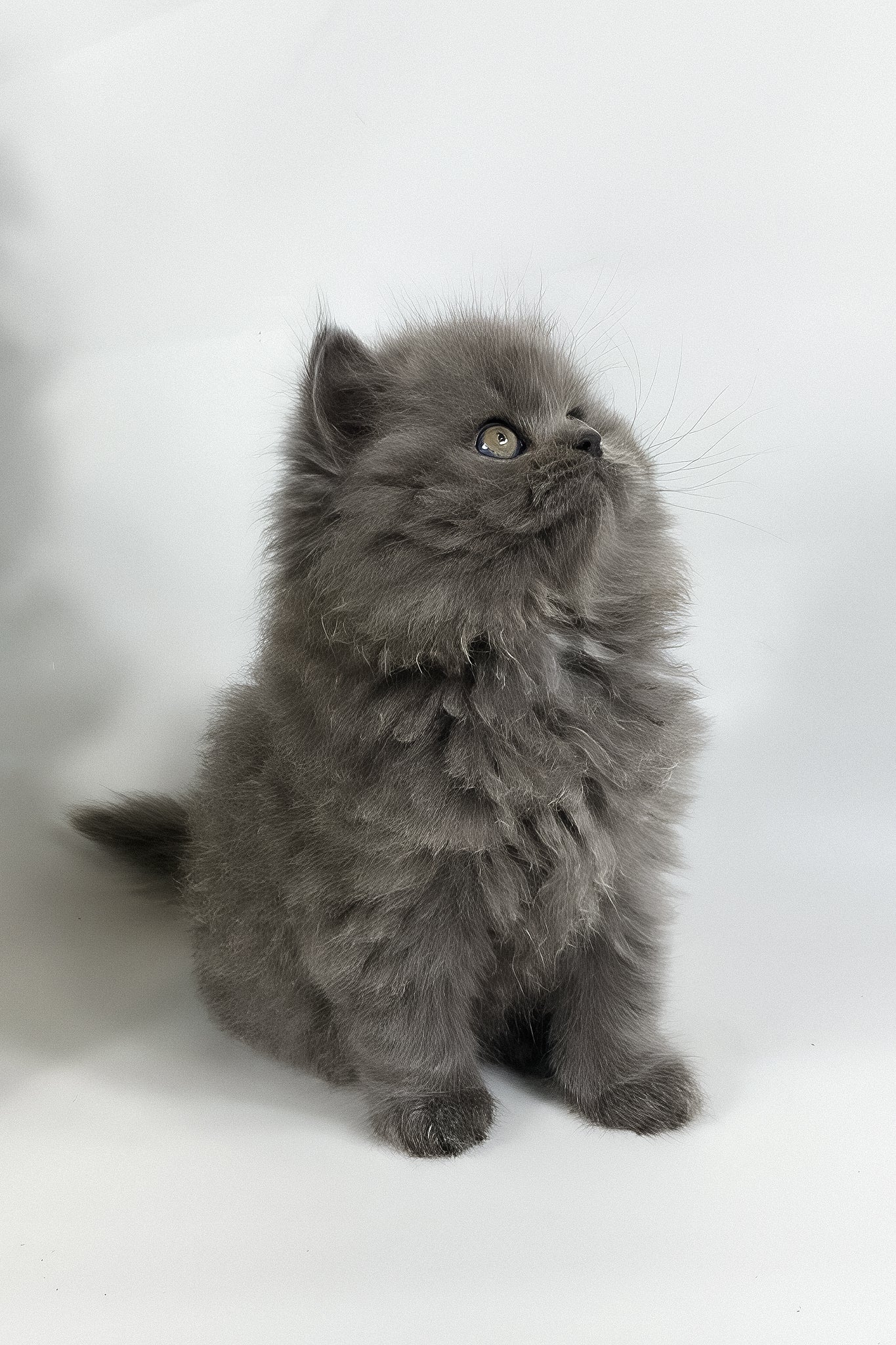 Xan | British Longhair Kitten - Image 5