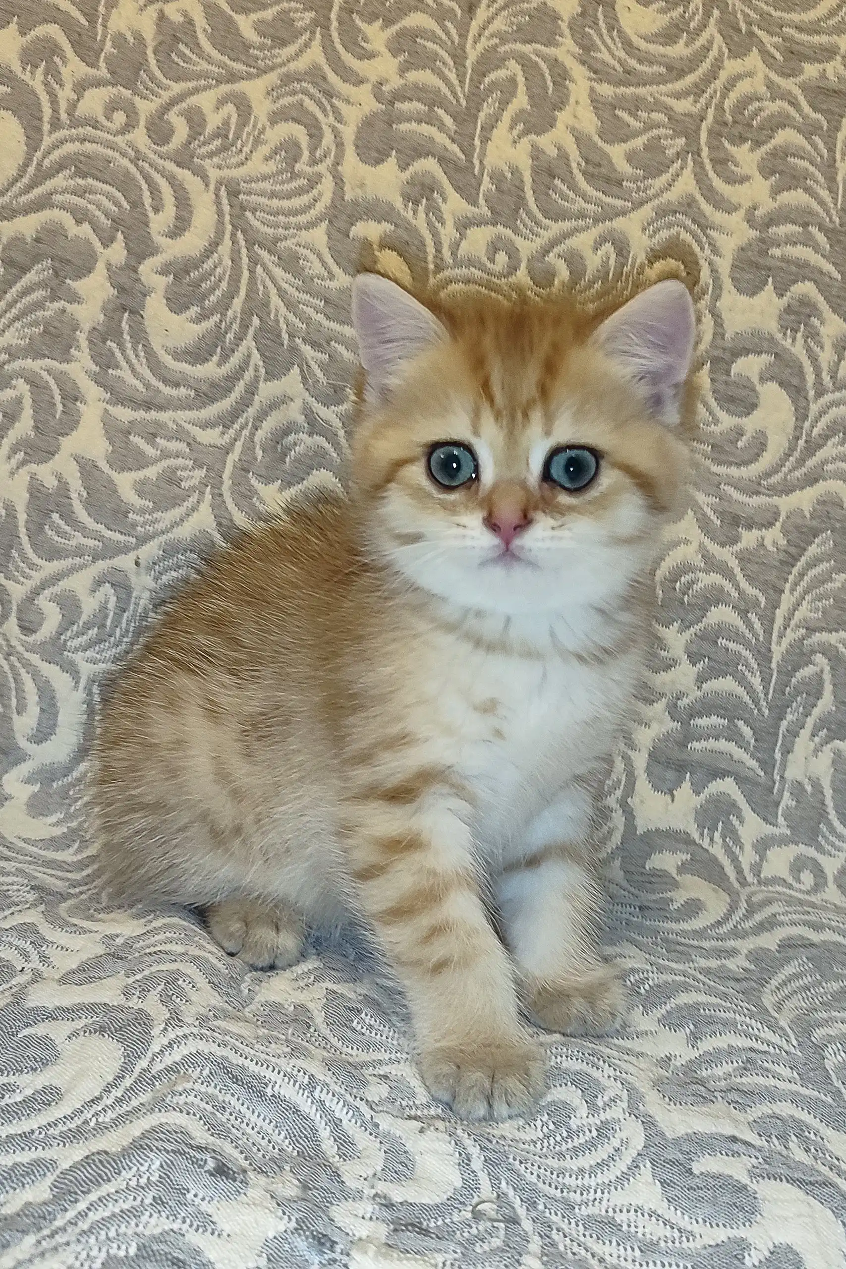 Adam | British Shorthair Kitten