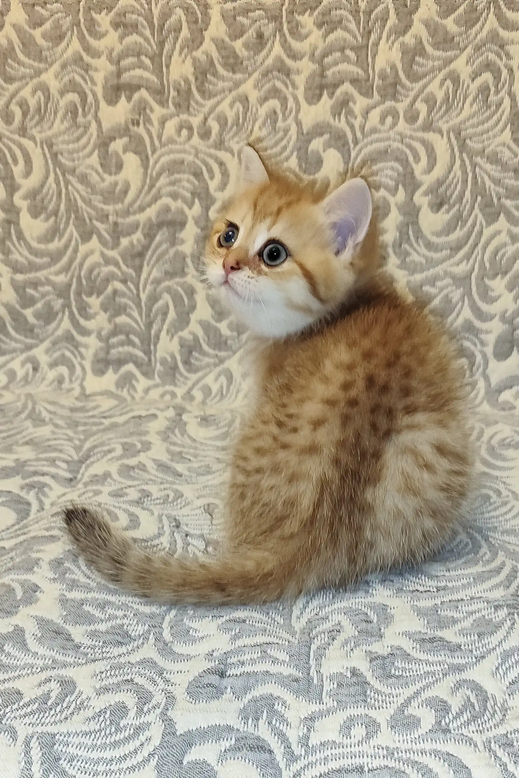 Adam | British Shorthair Kitten - Image 4