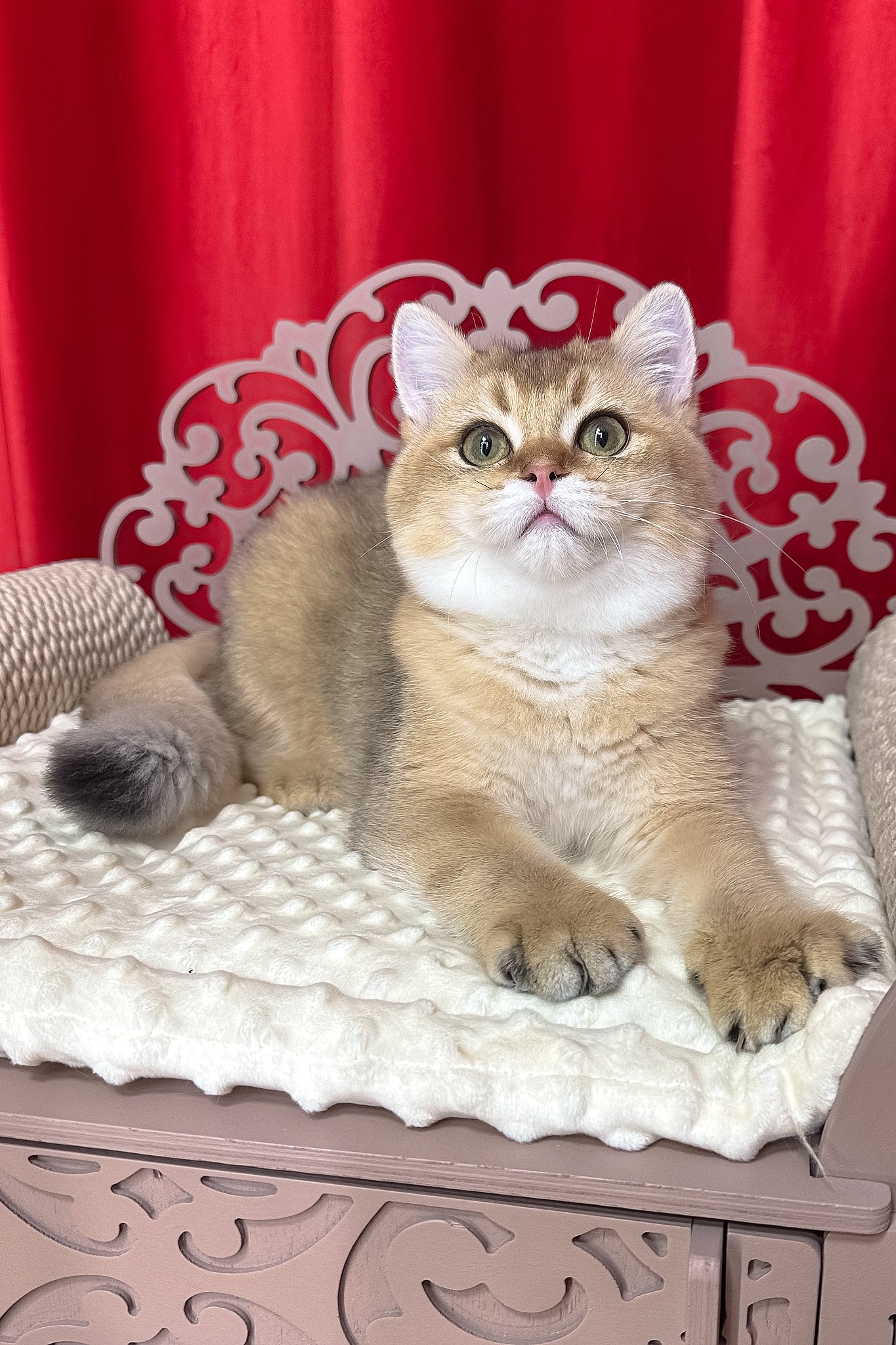Alan | British Shorthair Kitten - Image 5