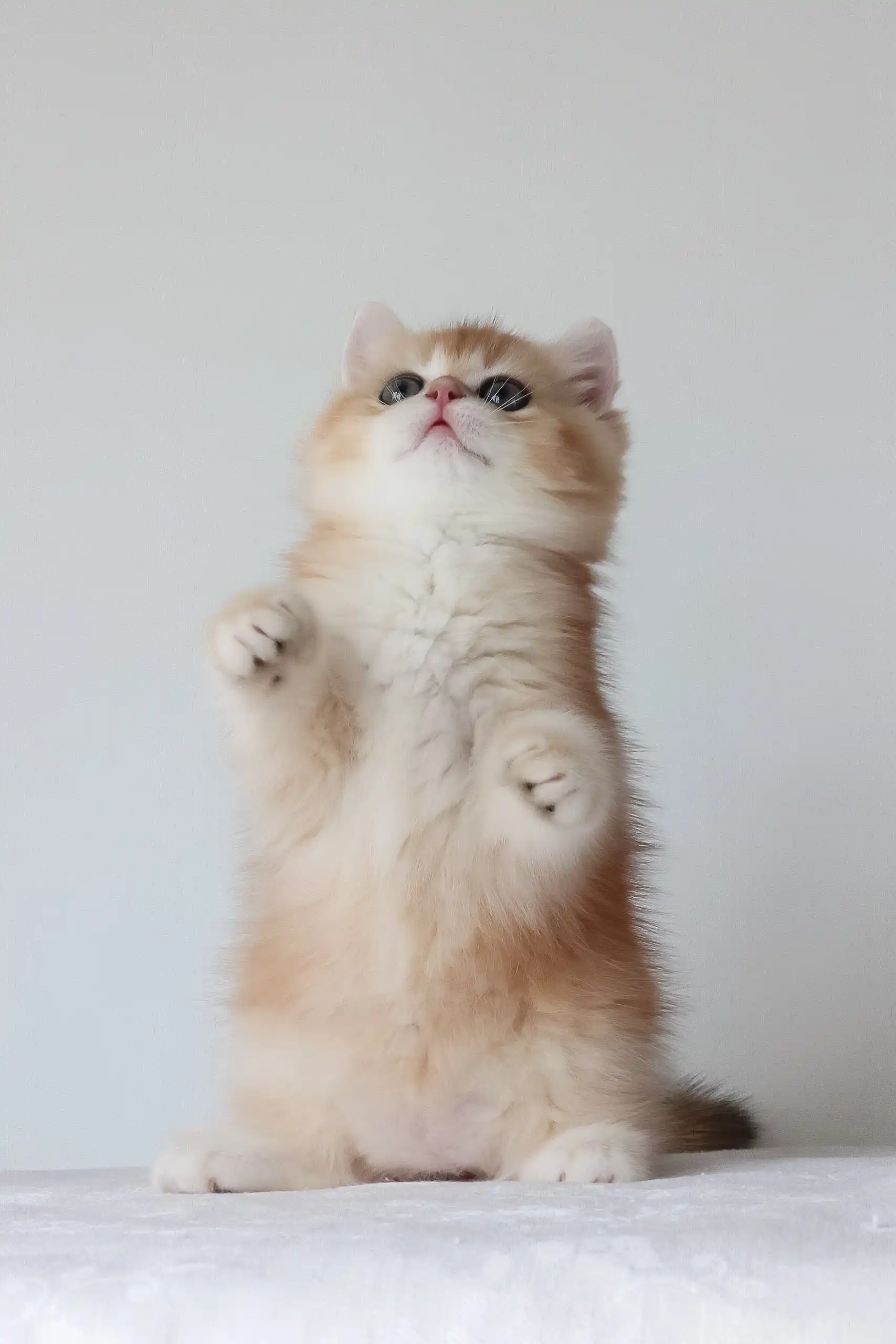 Arche | British Shorthair Kitten - Image 4