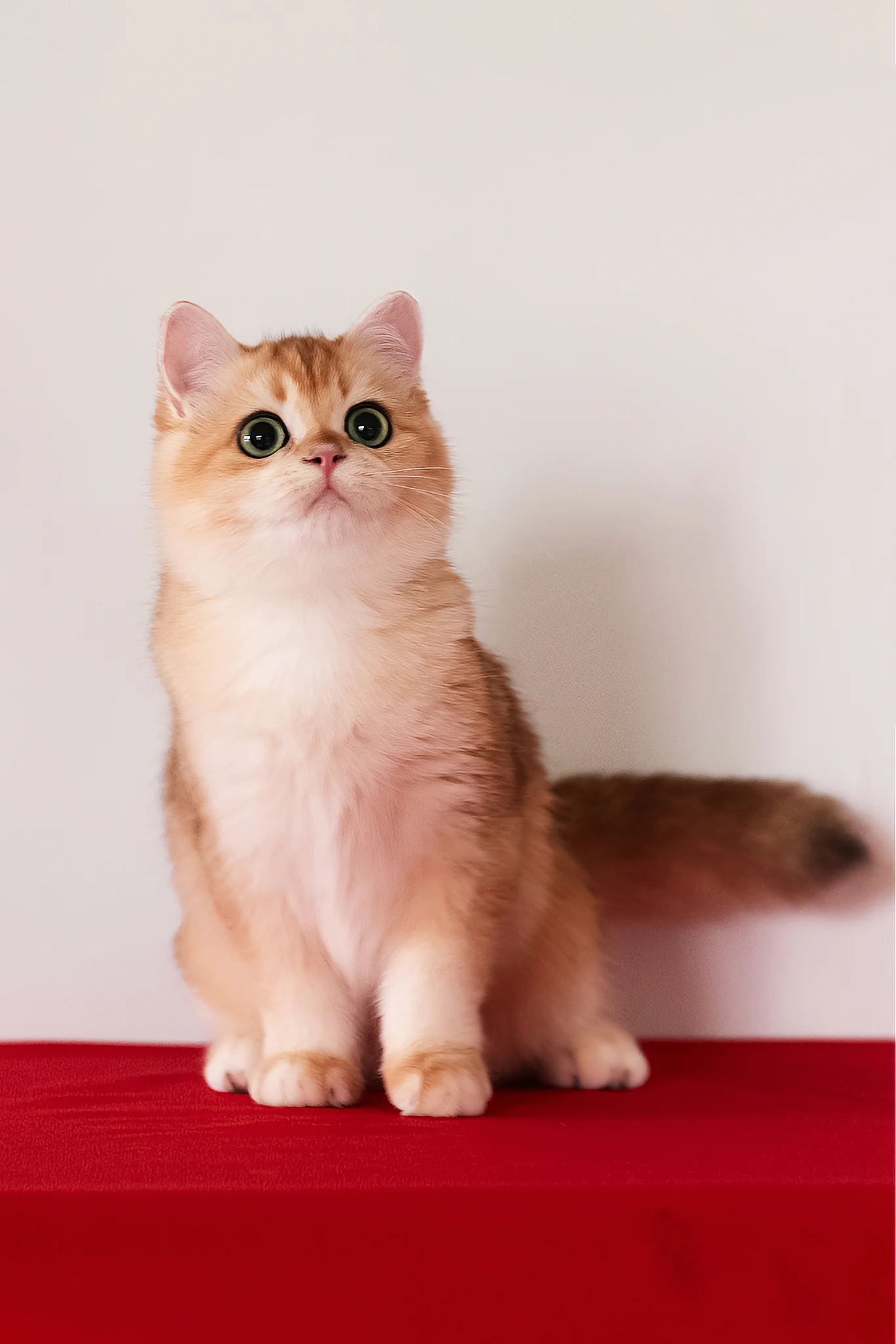 Axel | British Shorthair Kitten - Image 5