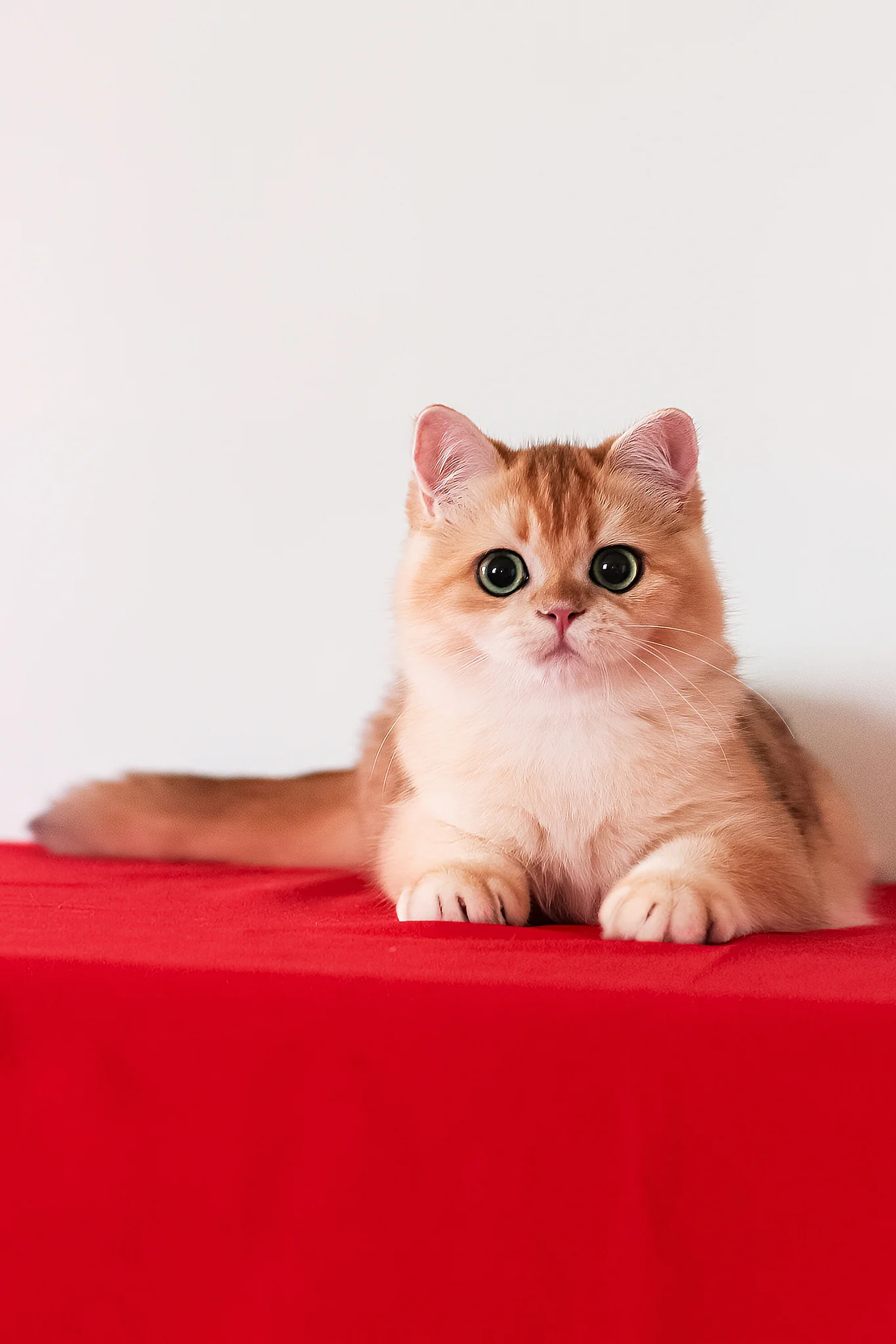 Axel | British Shorthair Kitten - Image 6
