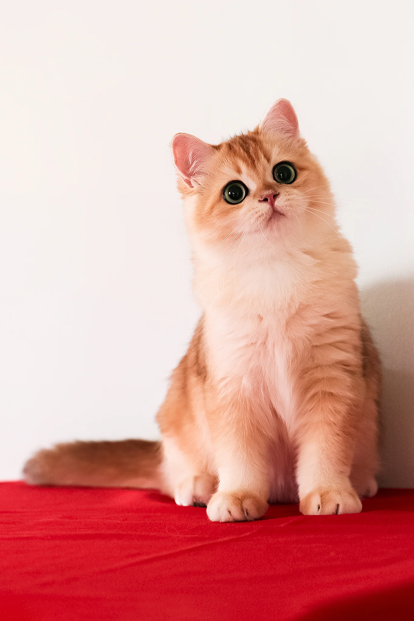 Axel | British Shorthair Kitten - Image 7