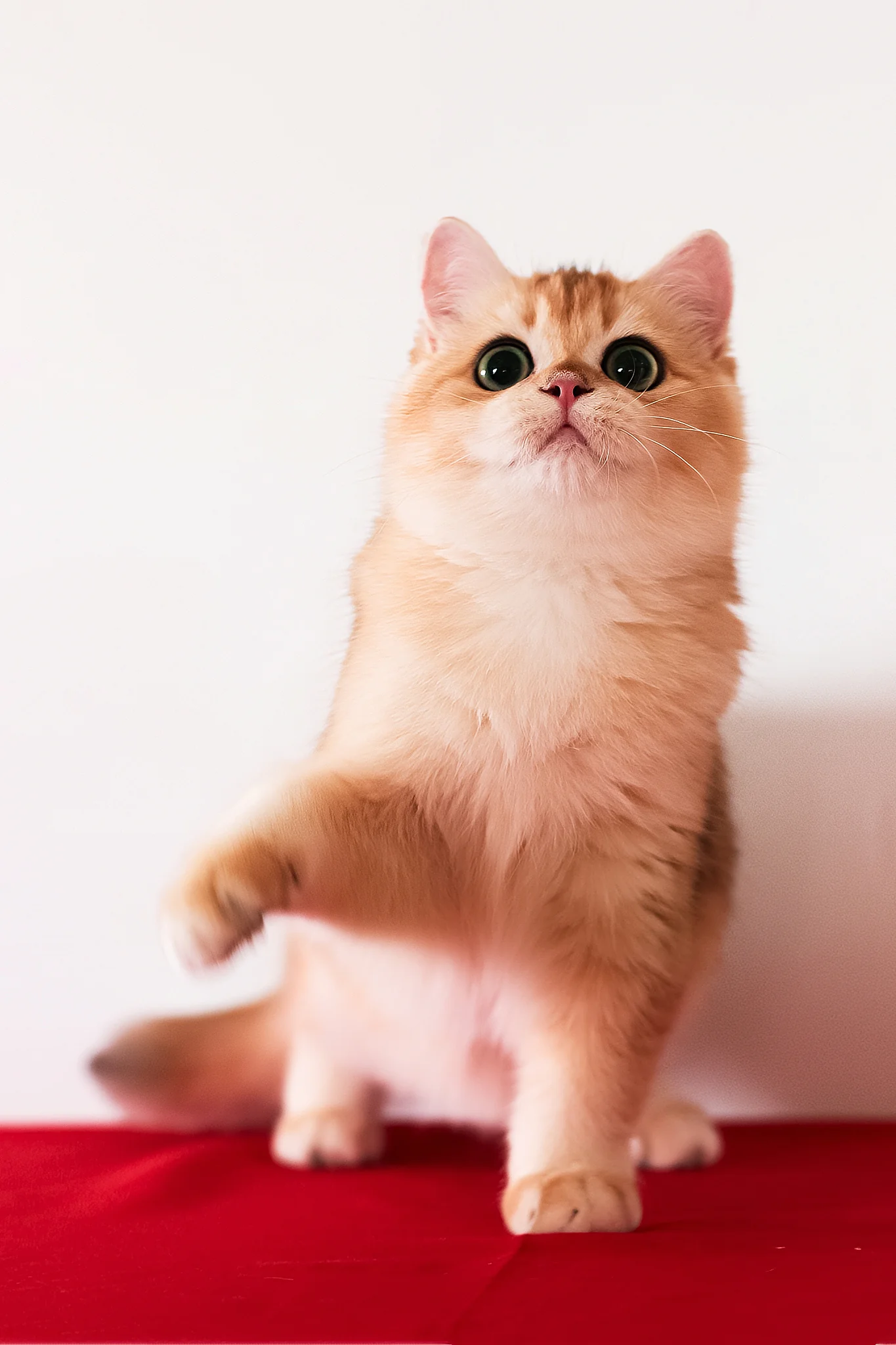 Axel | British Shorthair Kitten - Image 8