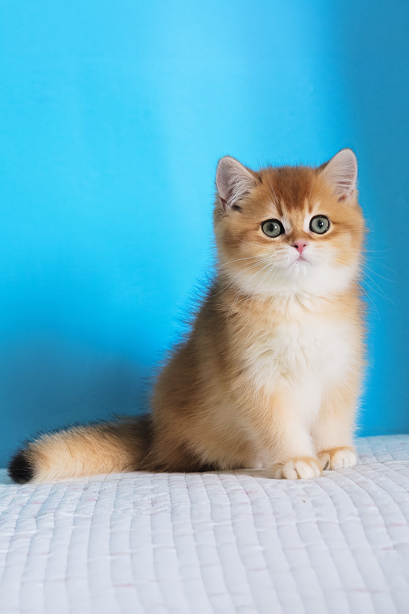 Bak | British Shorthair Kitten - Image 2
