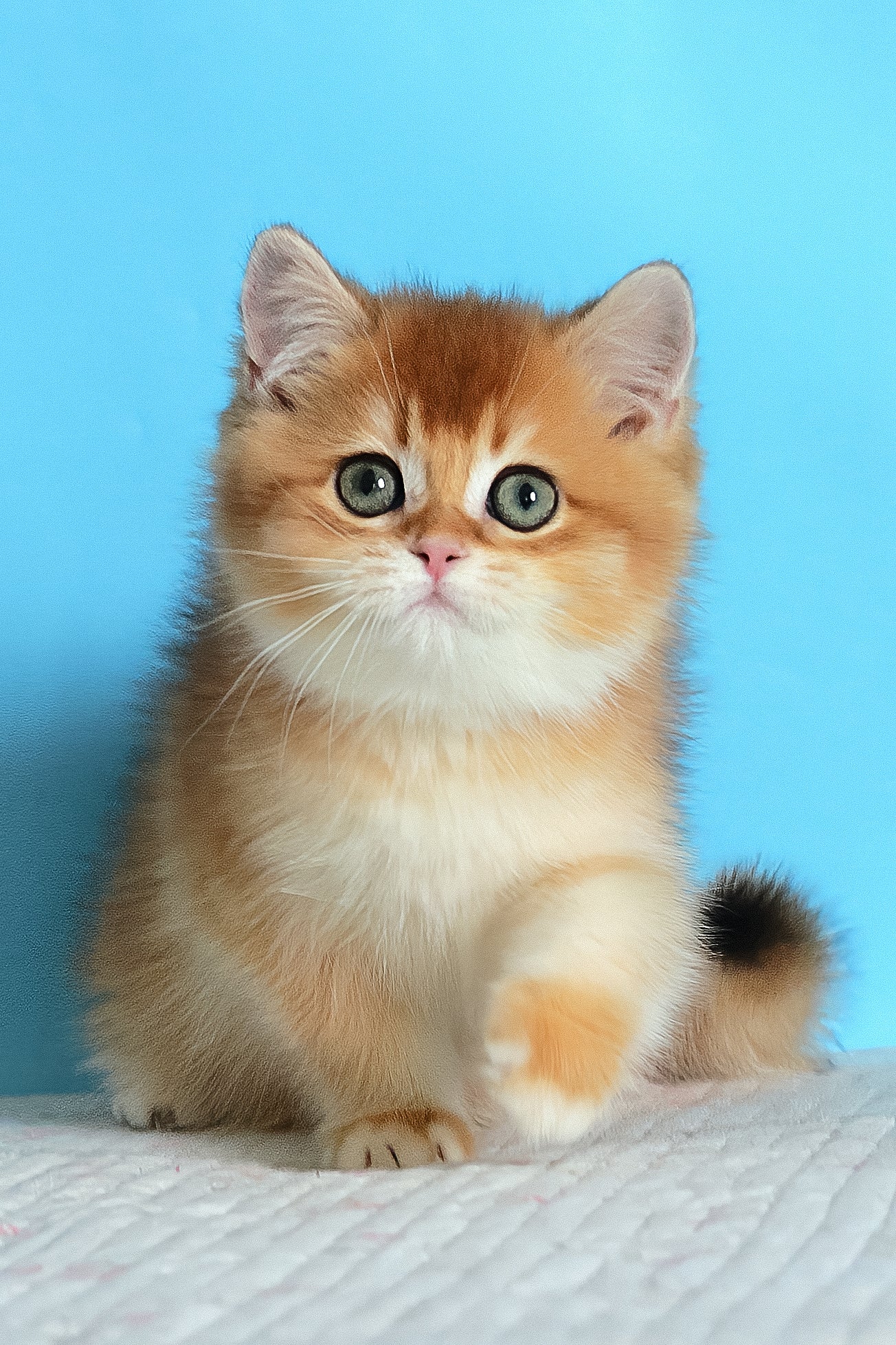 Bak | British Shorthair Kitten - Image 6