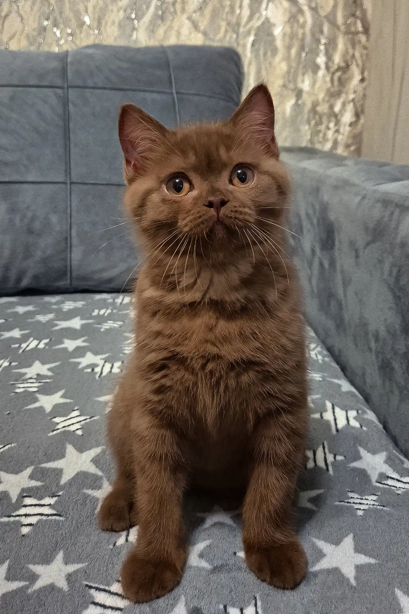 Baron | British Shorthair Kitten - Image 6