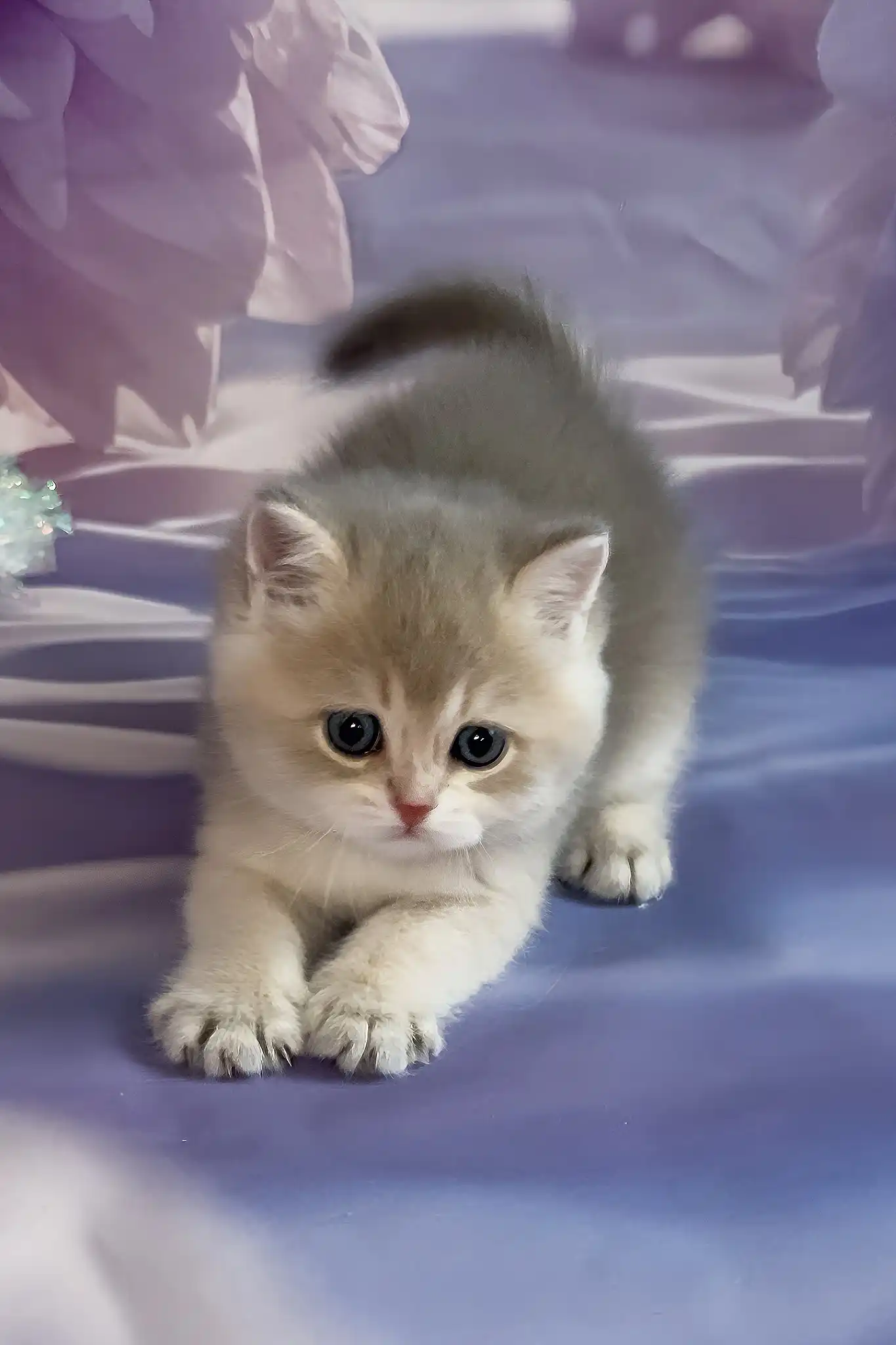 Bielya | British Shorthair Kitten - Image 4