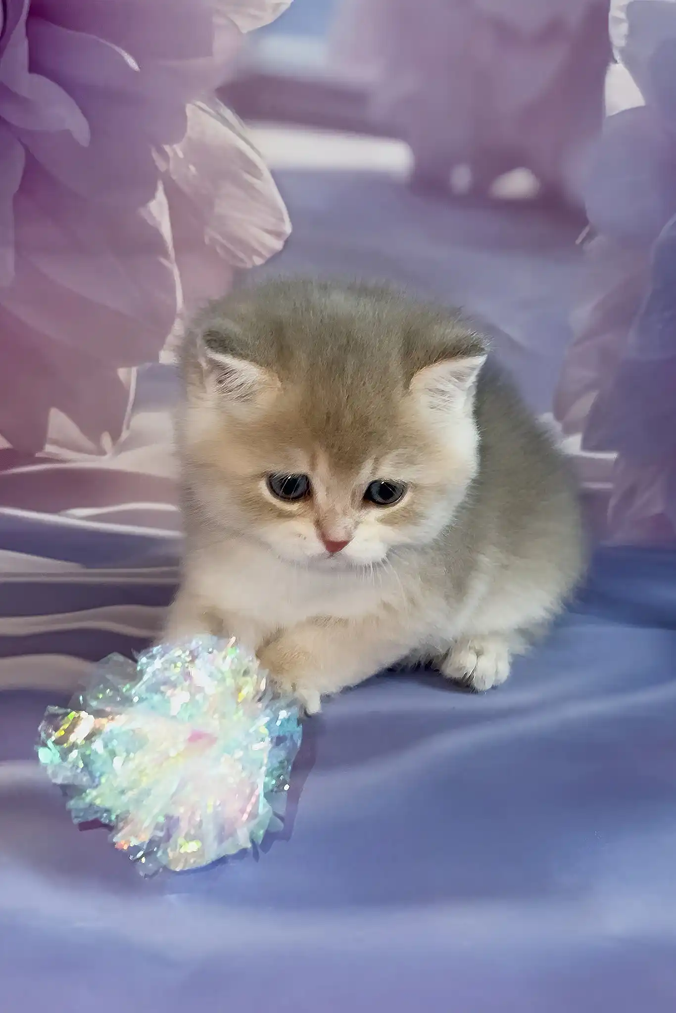 Bielya | British Shorthair Kitten - Image 5
