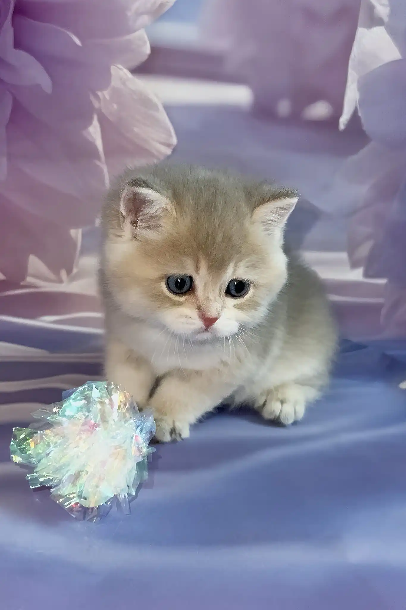 Bielya | British Shorthair Kitten - Image 6