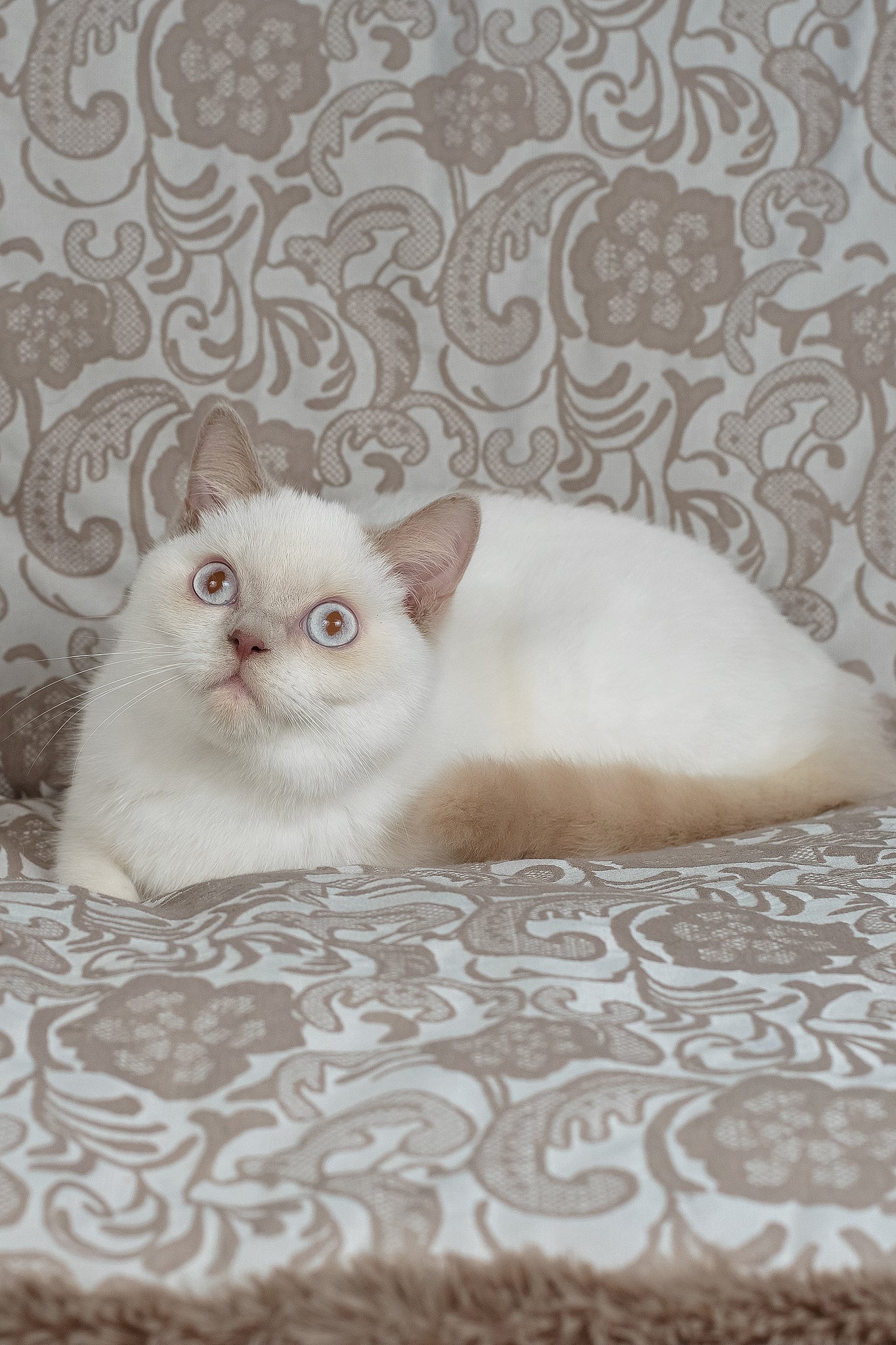 Bonny | British Shorthair Kitten