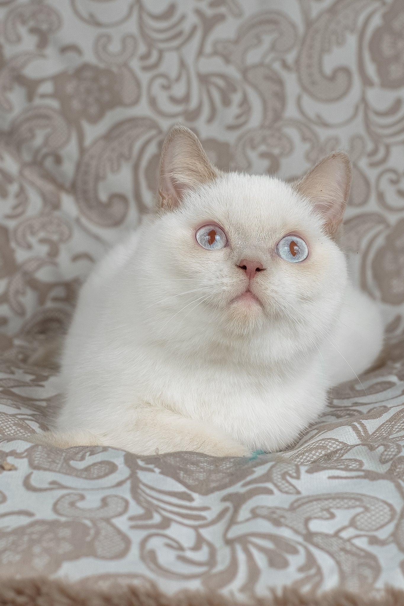 Bonny | British Shorthair Kitten - Image 10