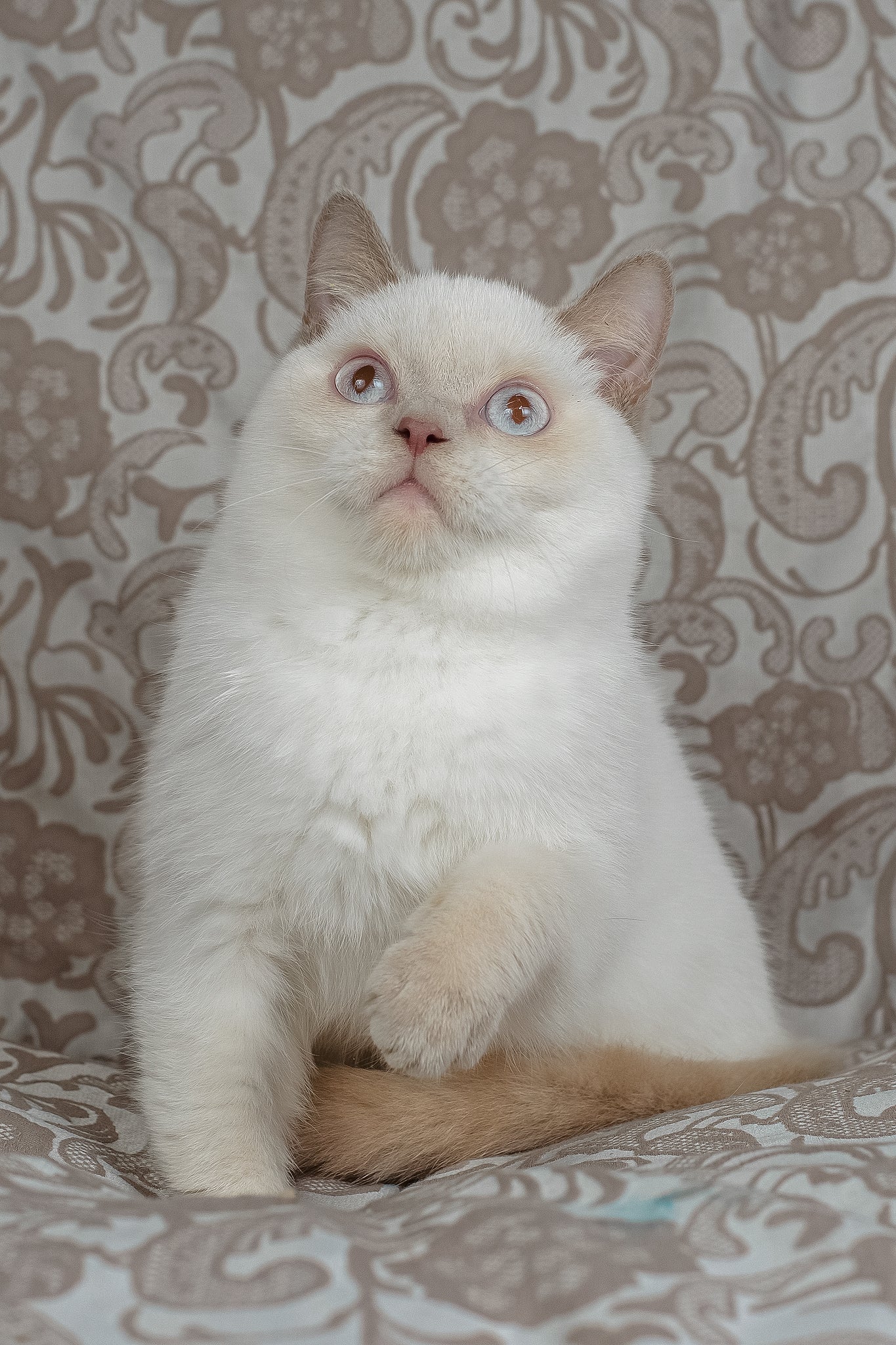 Bonny | British Shorthair Kitten - Image 8