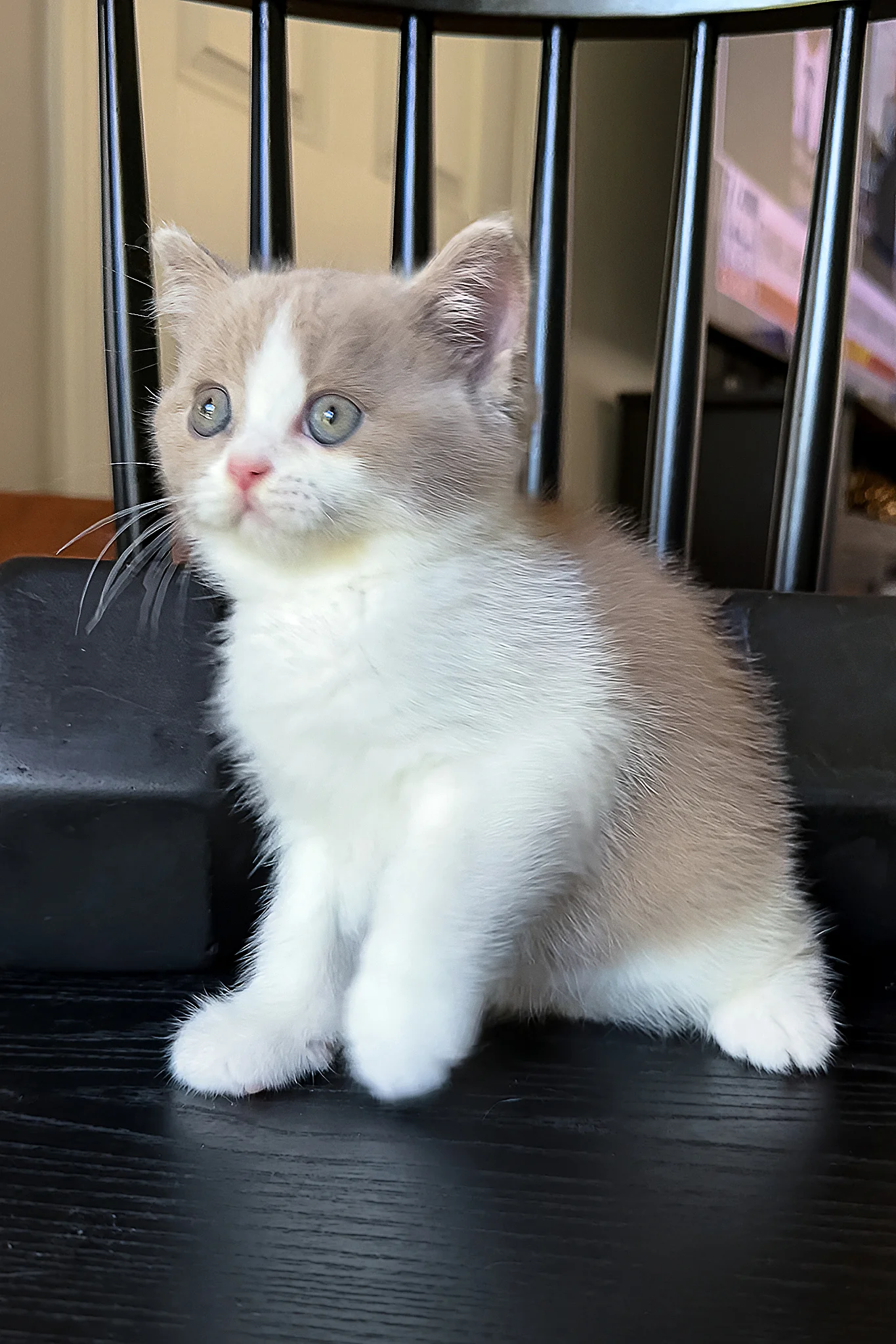 Bowback | British Shorthair Kitten - Image 3