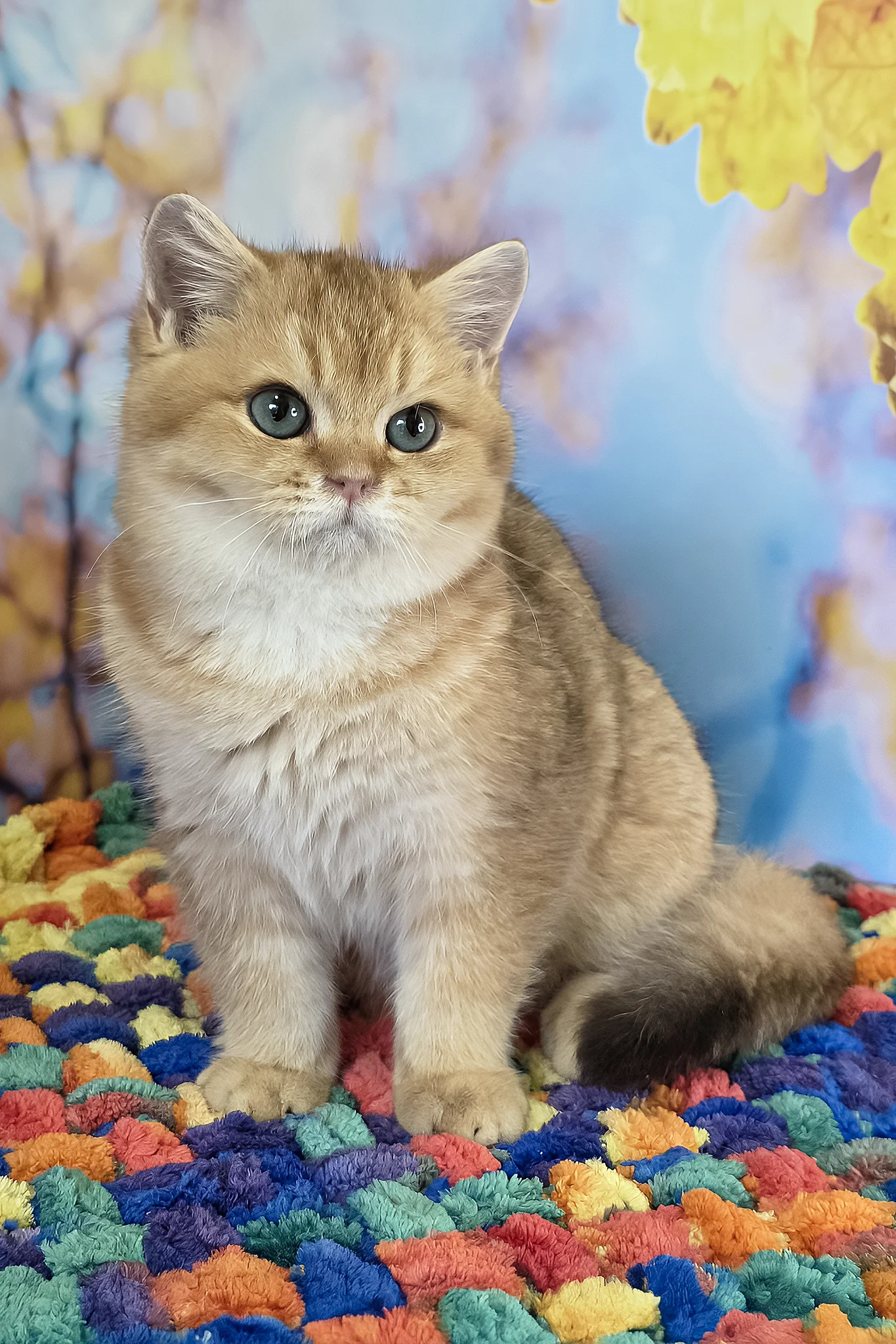 Cake | British Shorthair Kitten - Image 2