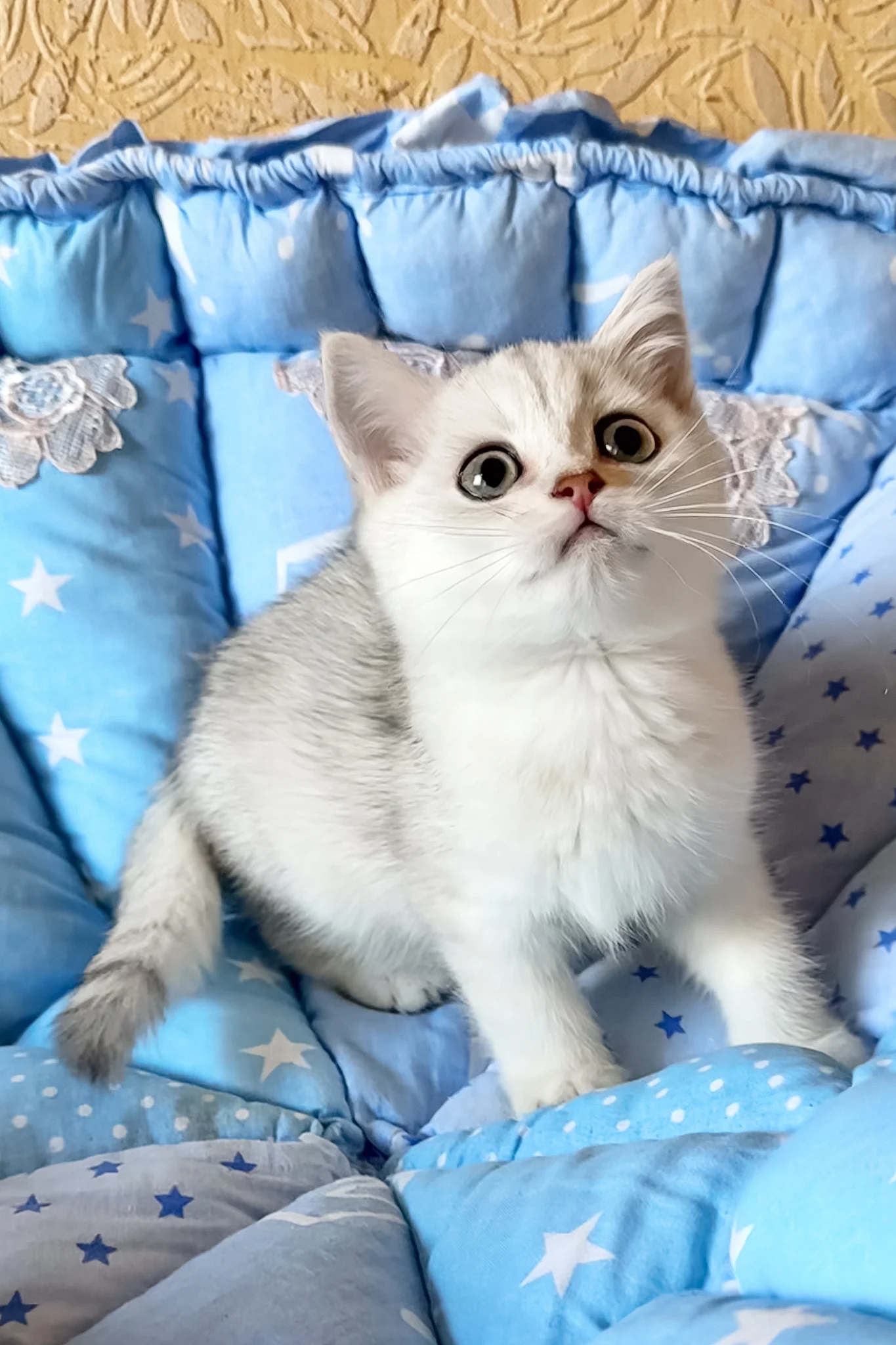 Casper | British Shorthair Kitten - Image 2
