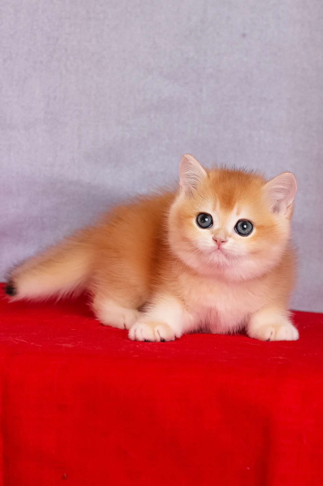 Cezar | British Shorthair Kitten - Image 7