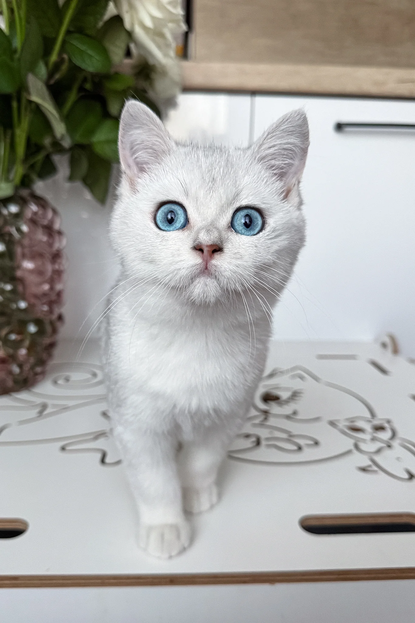 Chip | British Shorthair Kitten - Image 8