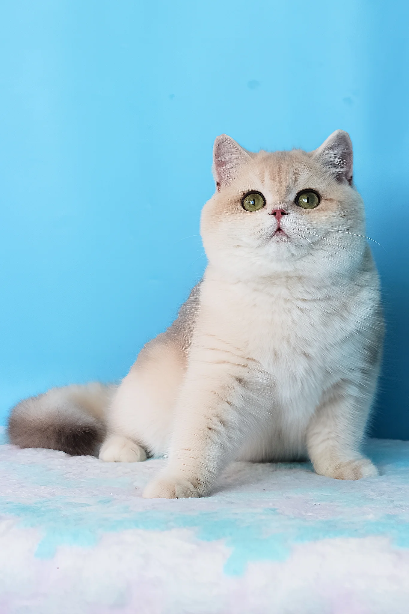 Daks | British Shorthair Kitten - Image 3