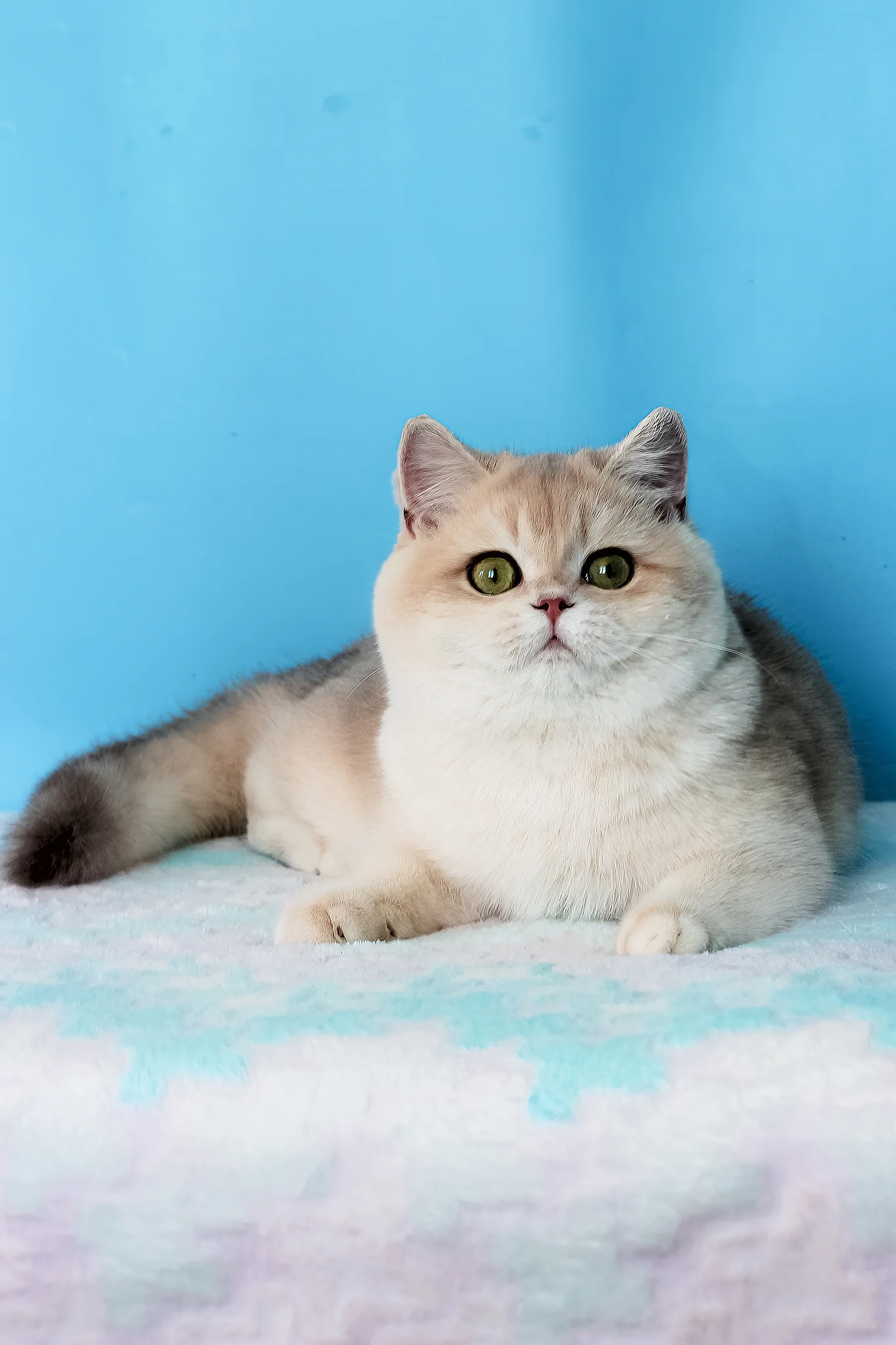 Daks | British Shorthair Kitten - Image 7