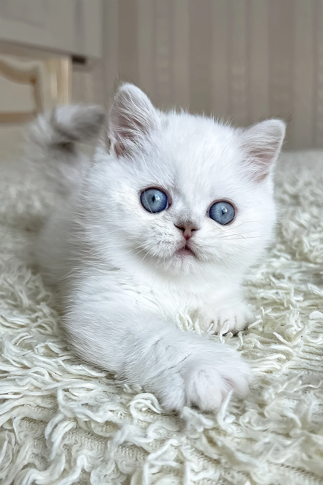 Dandy | British Shorthair Kitten - Image 5
