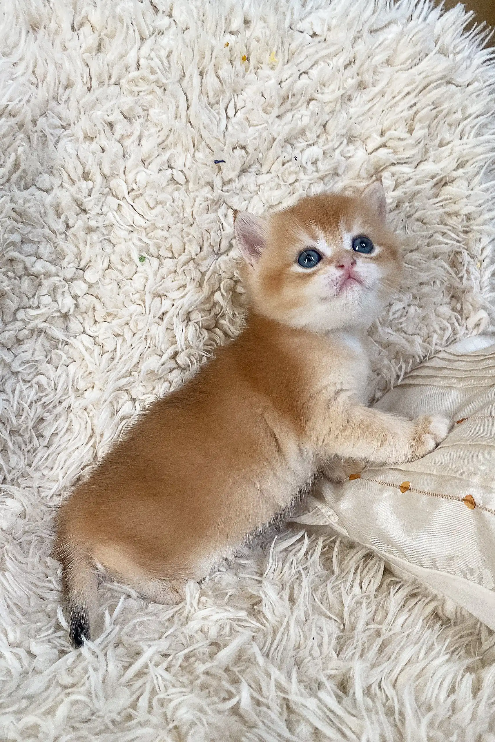 Daniel | British Shorthair Kitten - Image 2
