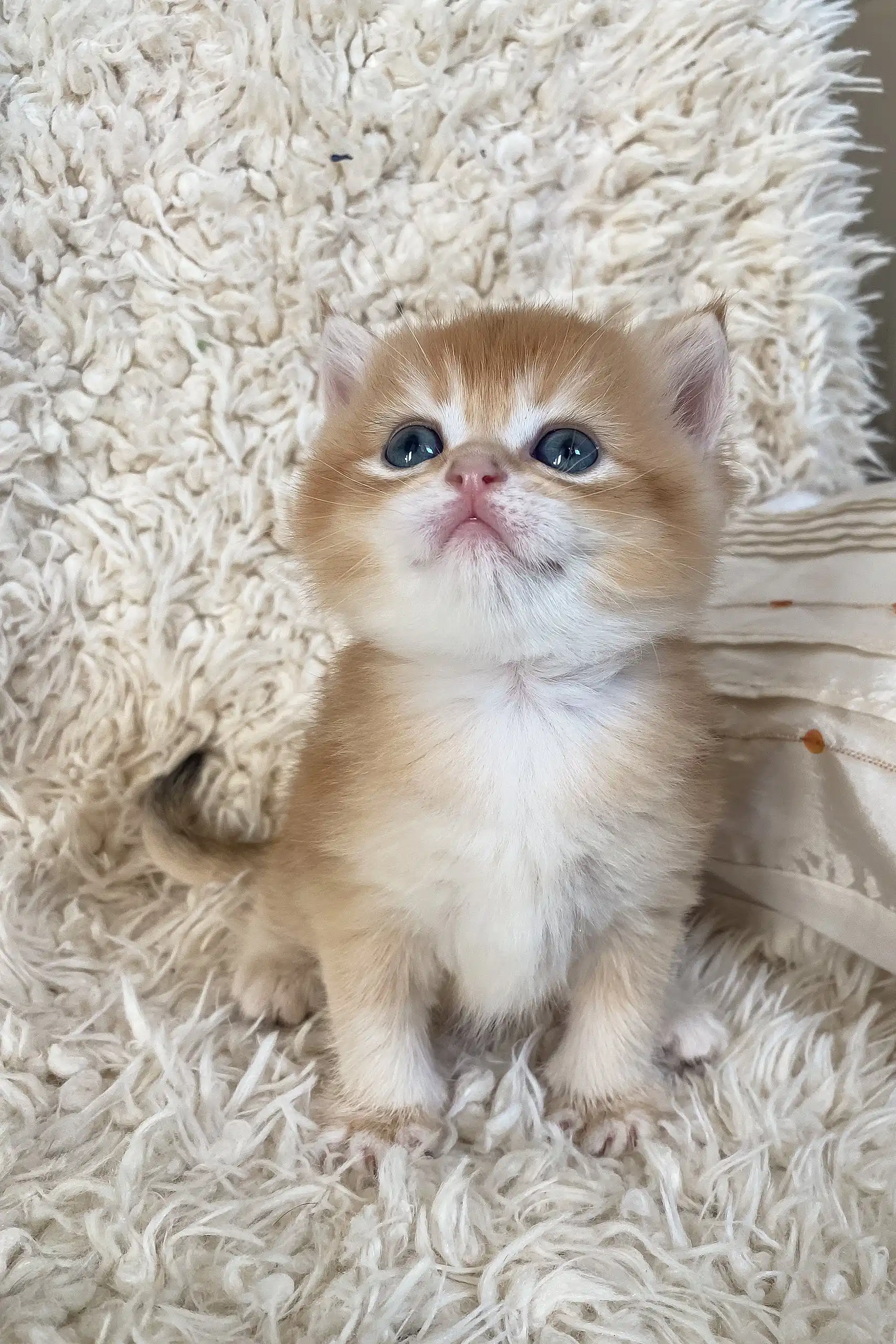 Daniel | British Shorthair Kitten - Image 4
