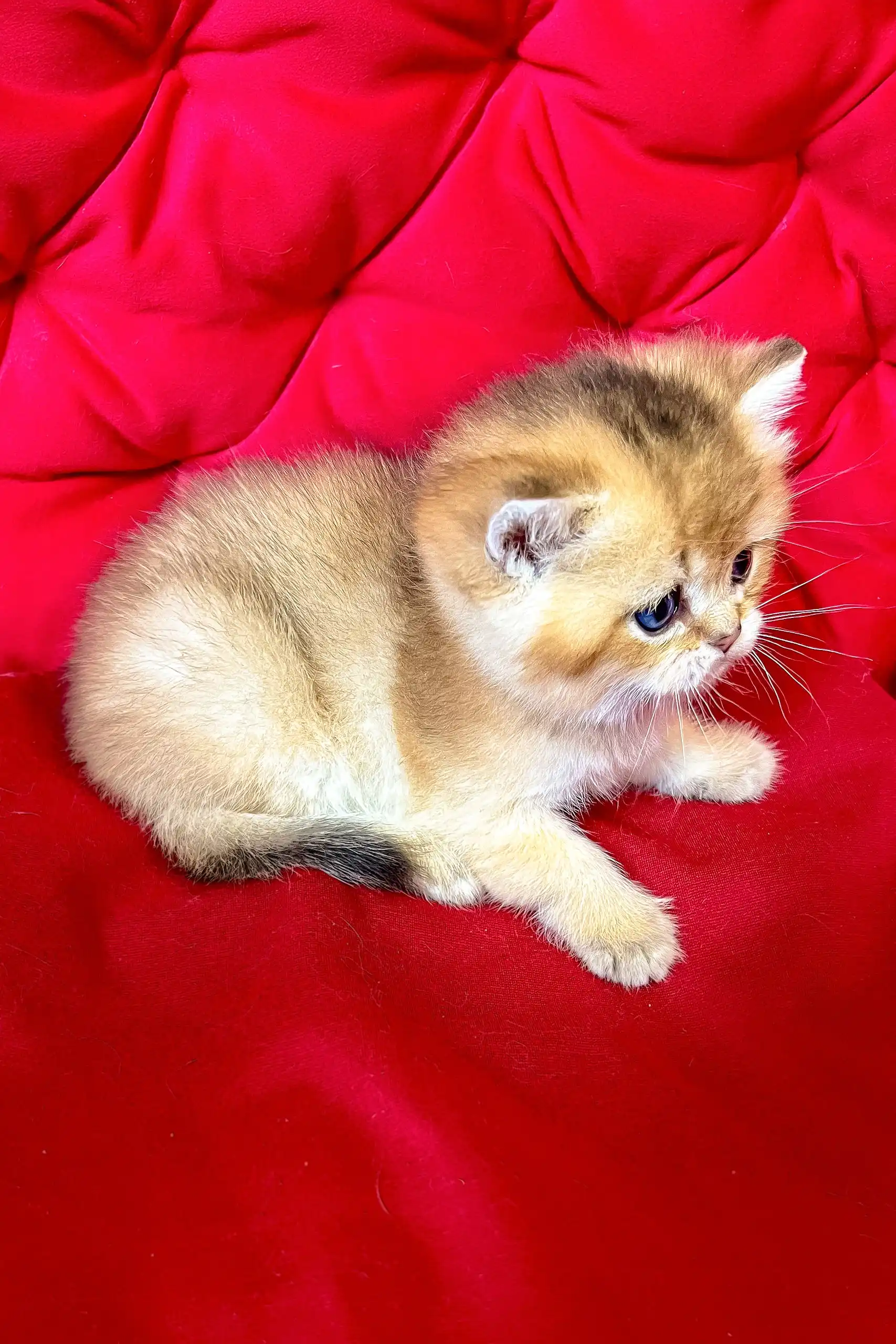 Dastin | British Shorthair Kitten - Image 3