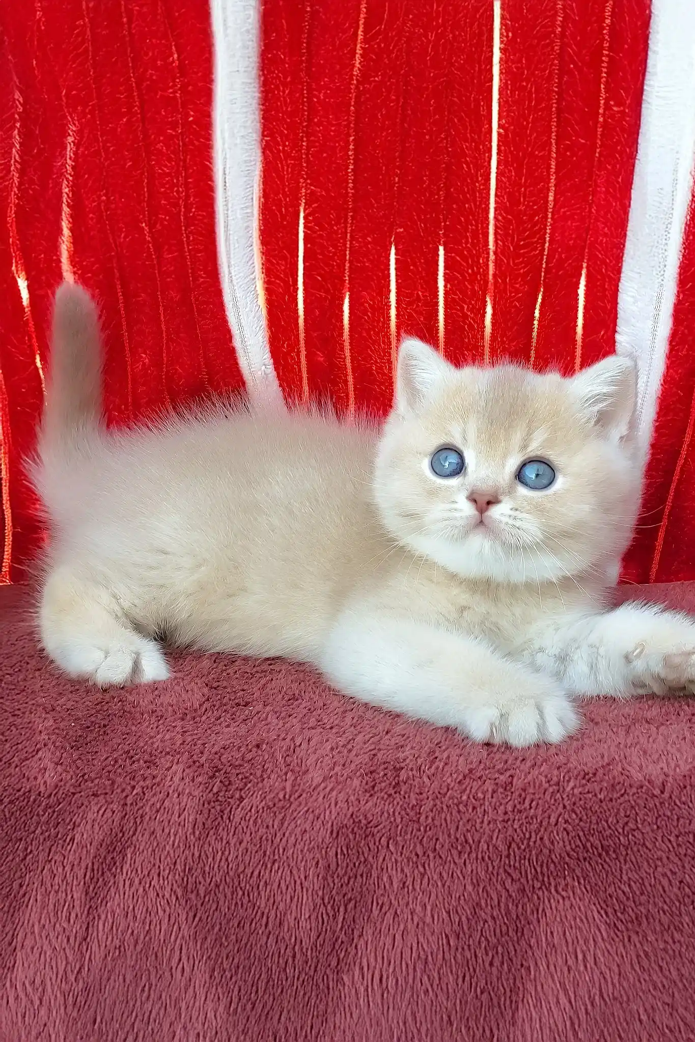 David | British Shorthair Kitten - Image 2