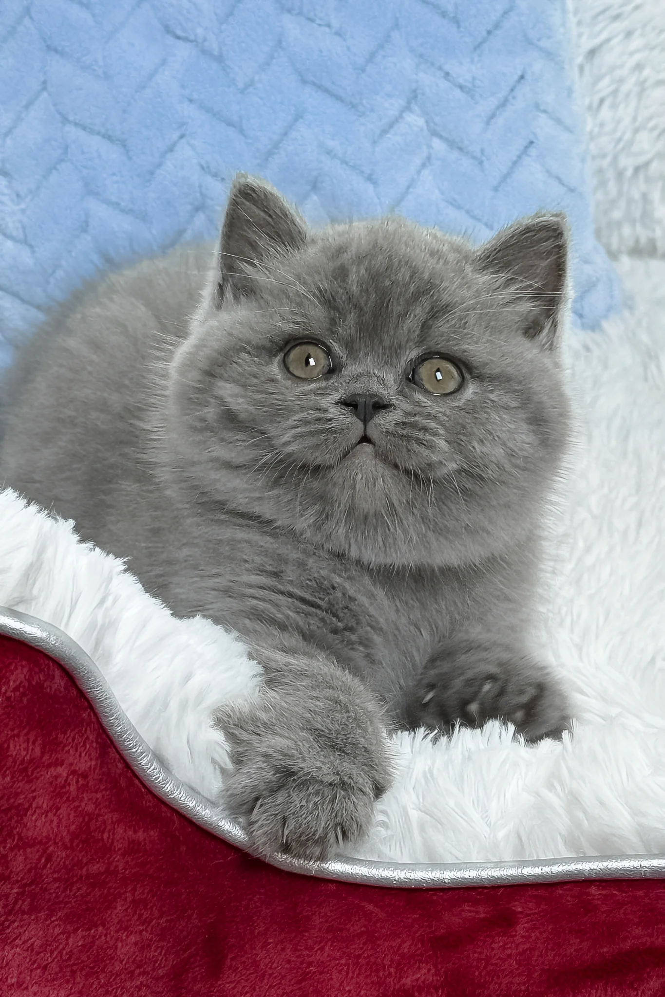Dex | British Shorthair Kitten - Image 5